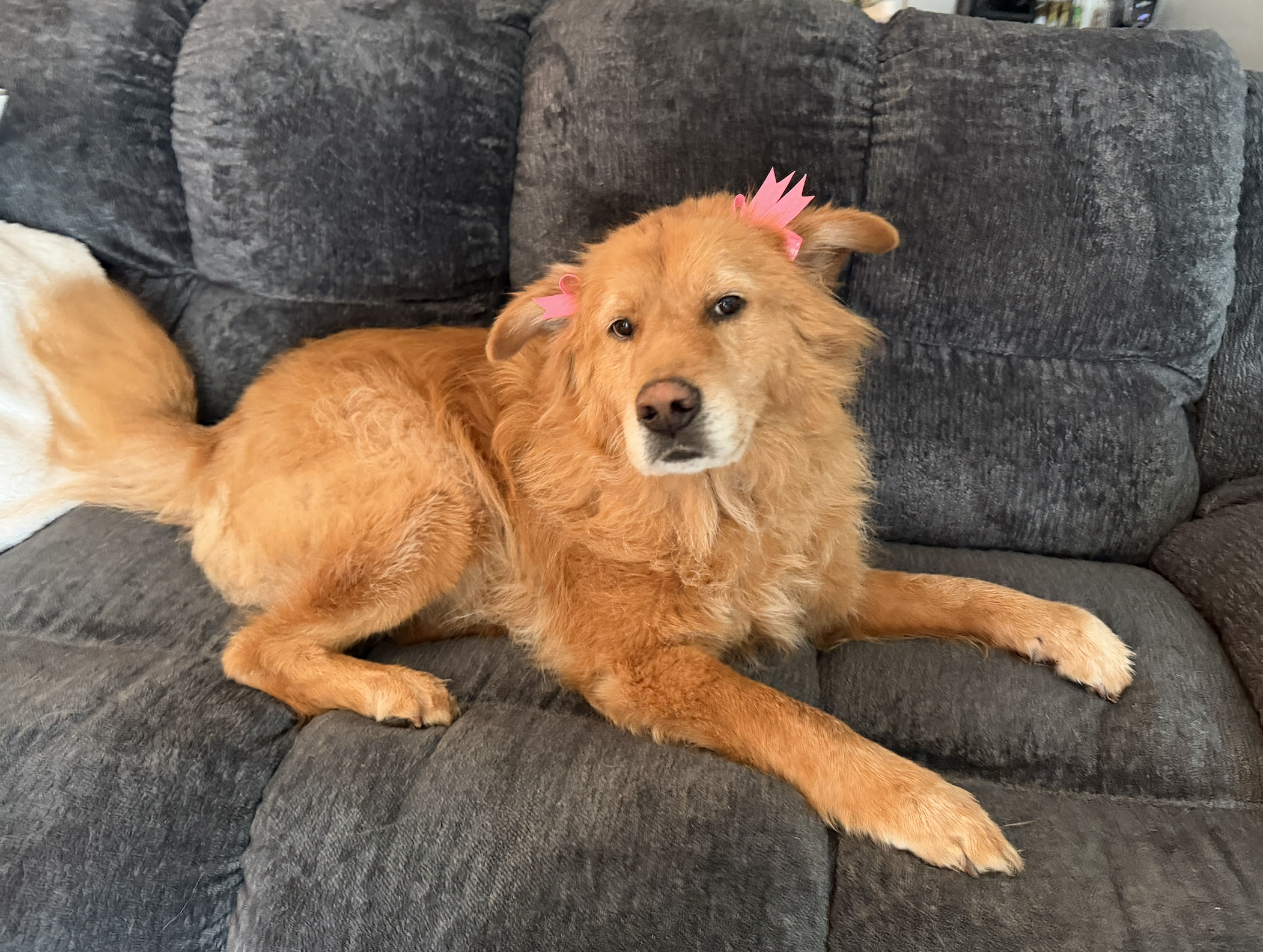 Puddin after getting groomed.png