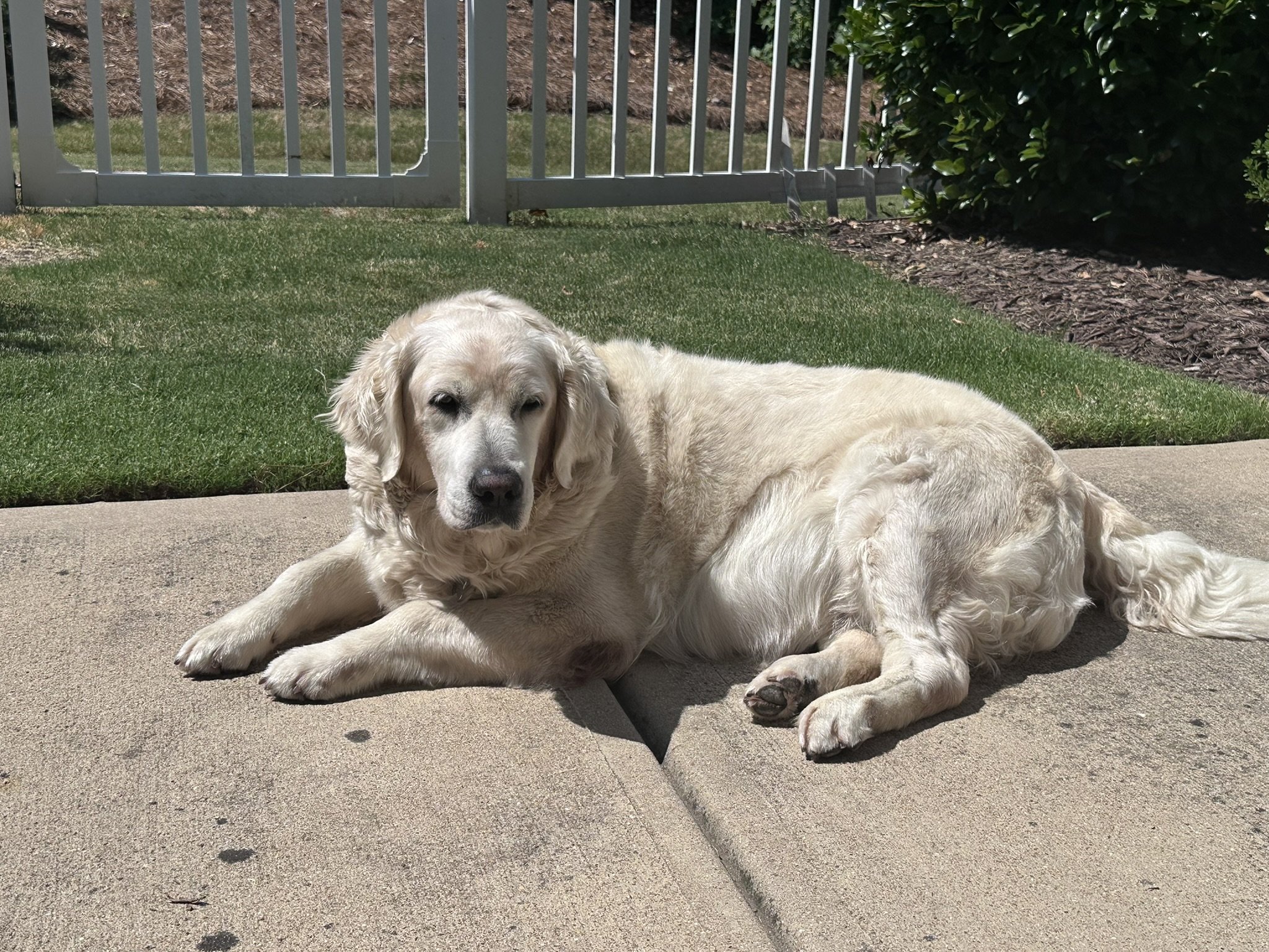 Laying in yard-2.JPEG