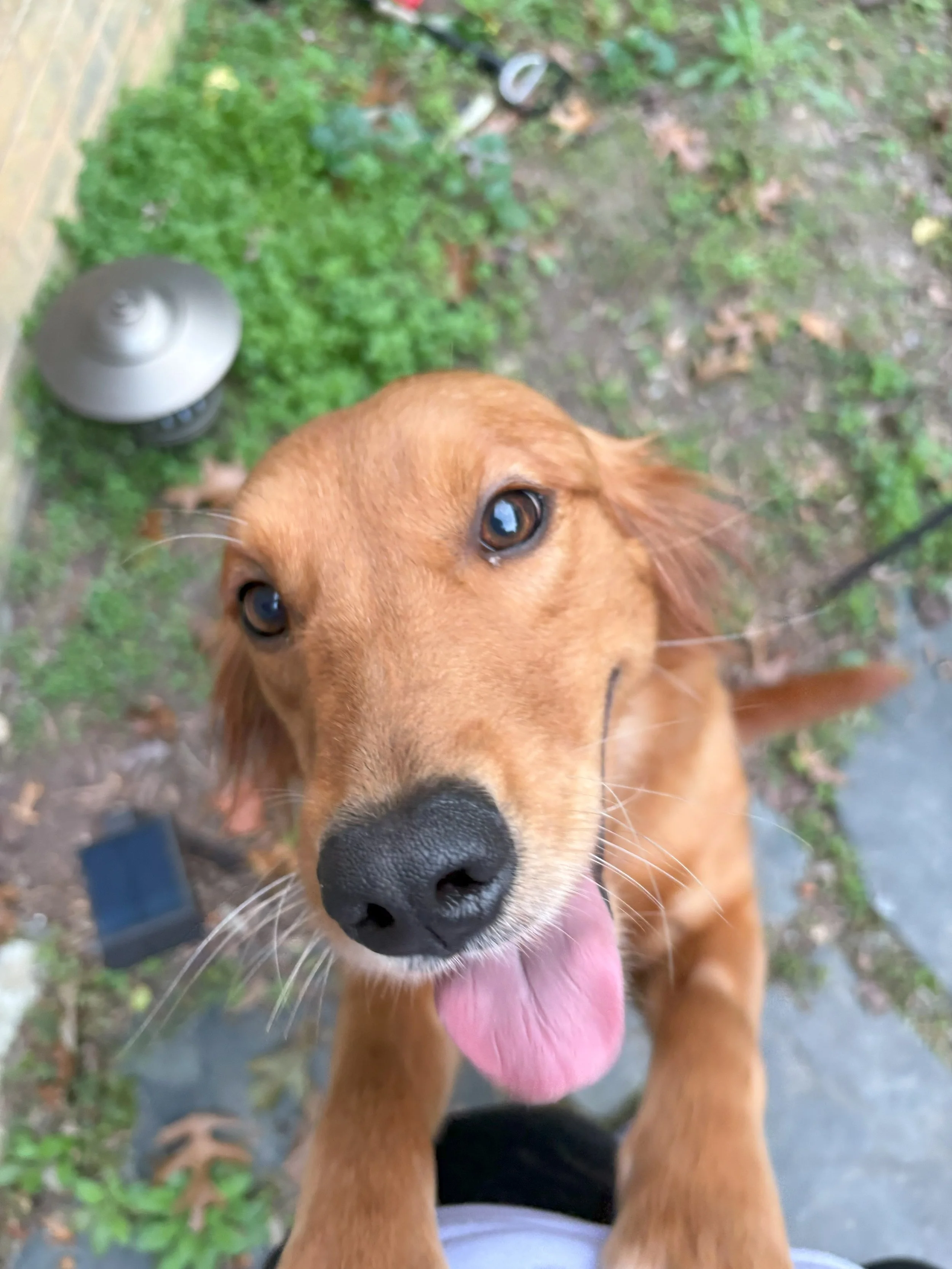 Ember25 Smiling.jpeg