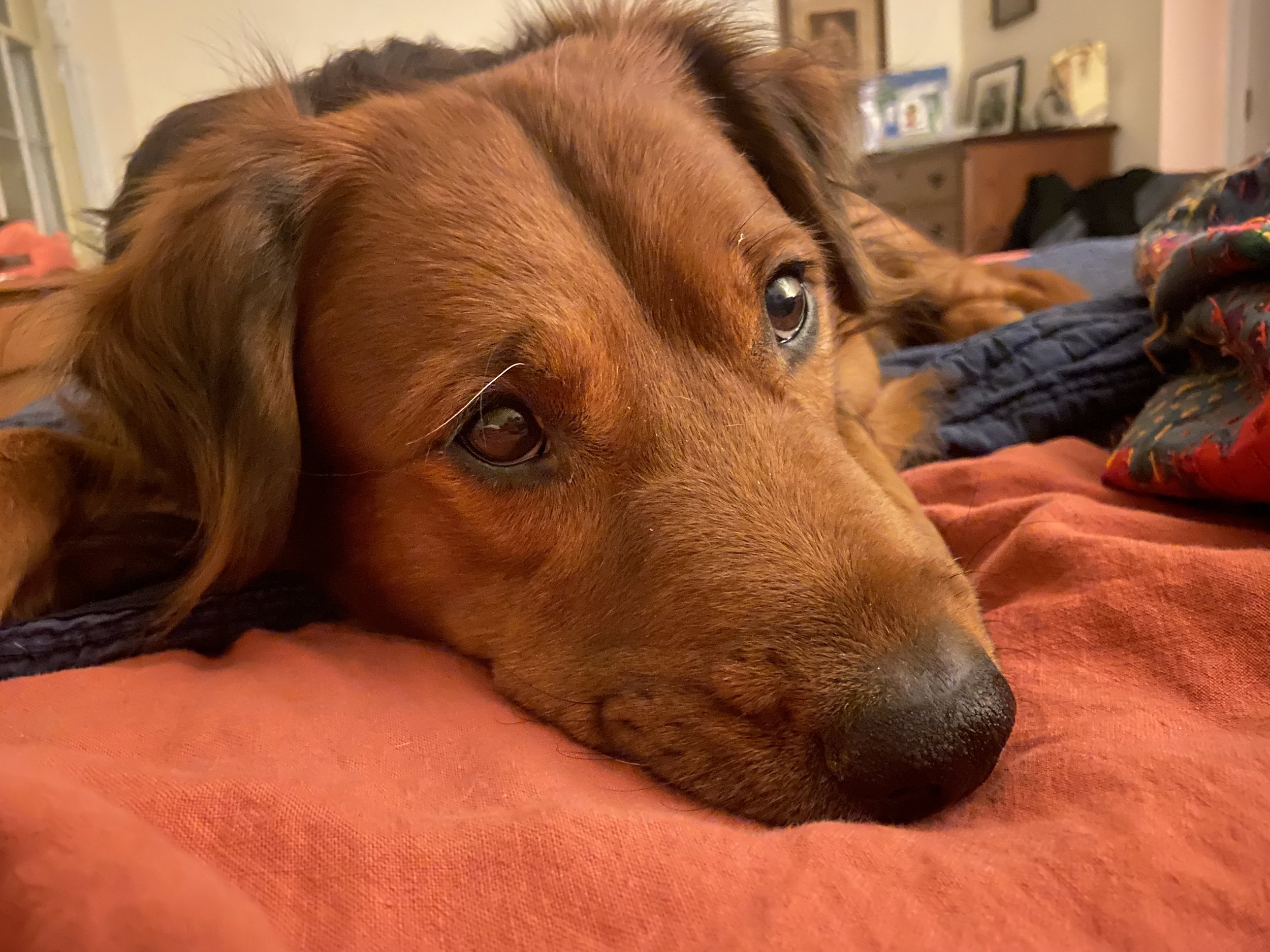Copper ready for bed.jpeg