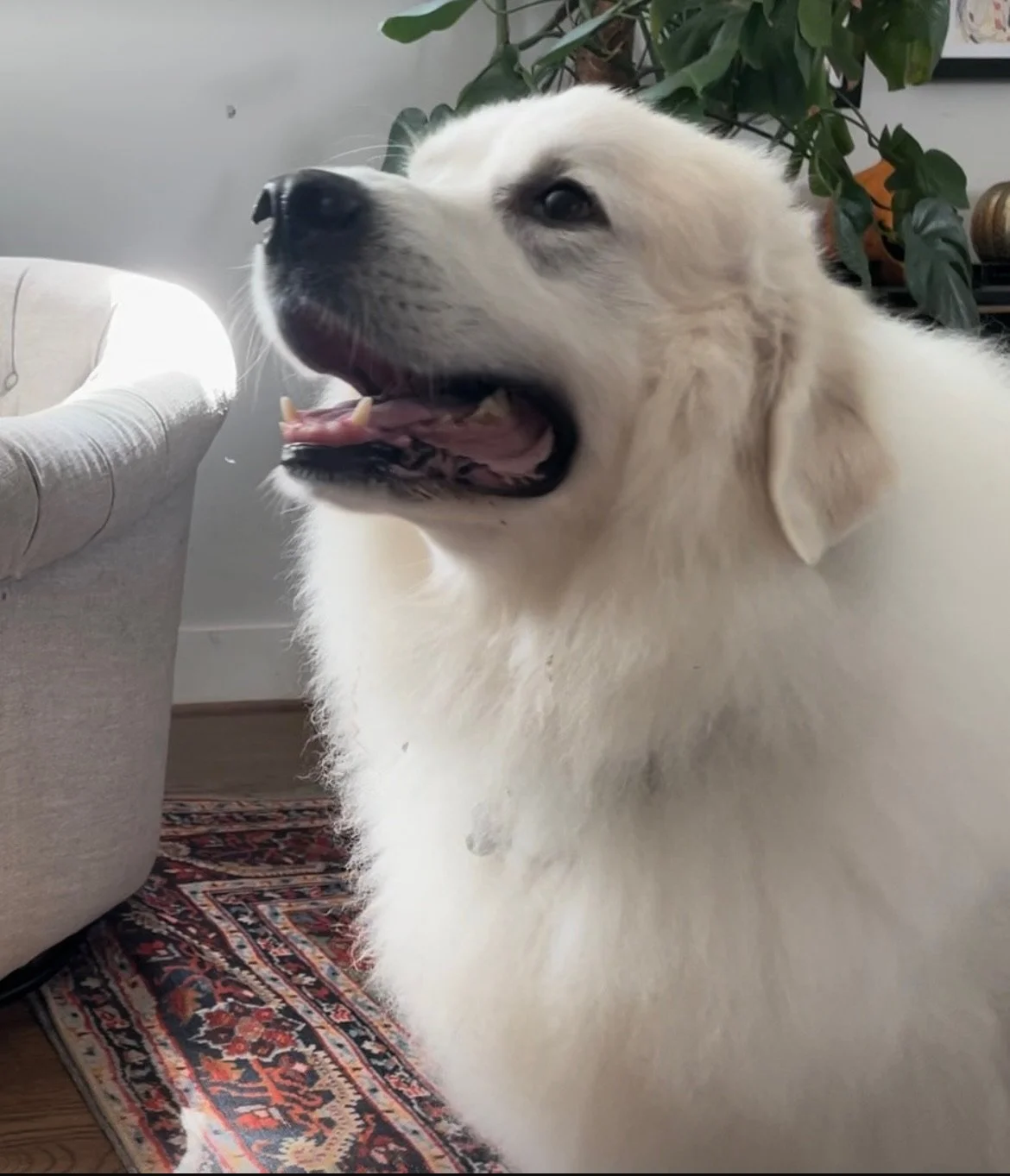 Tatum24 pre groom .jpeg