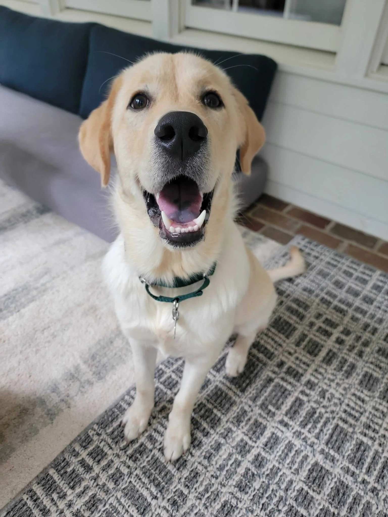Happy Gibbs.jpg