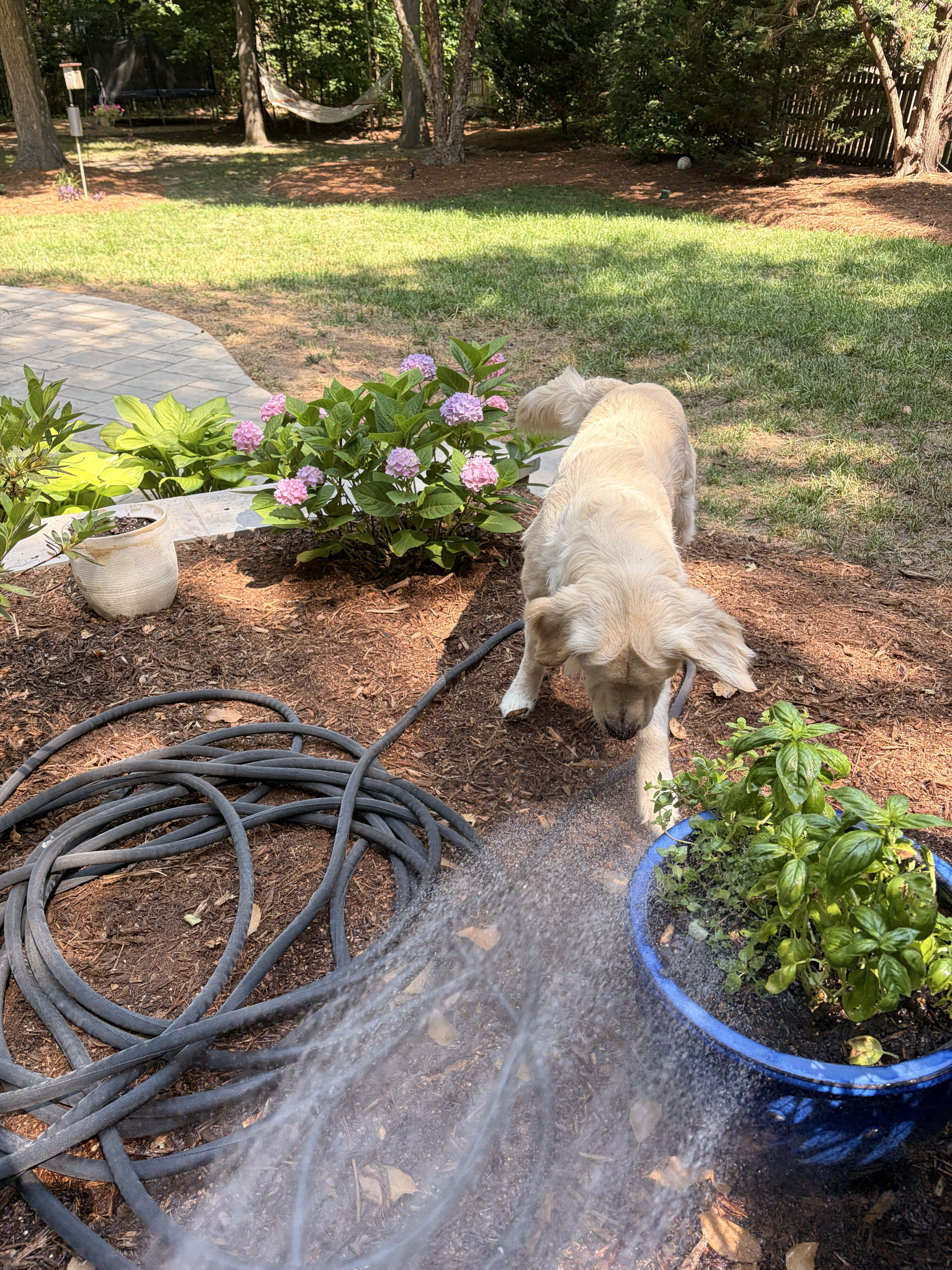 Roddy playing with the hose.PNG