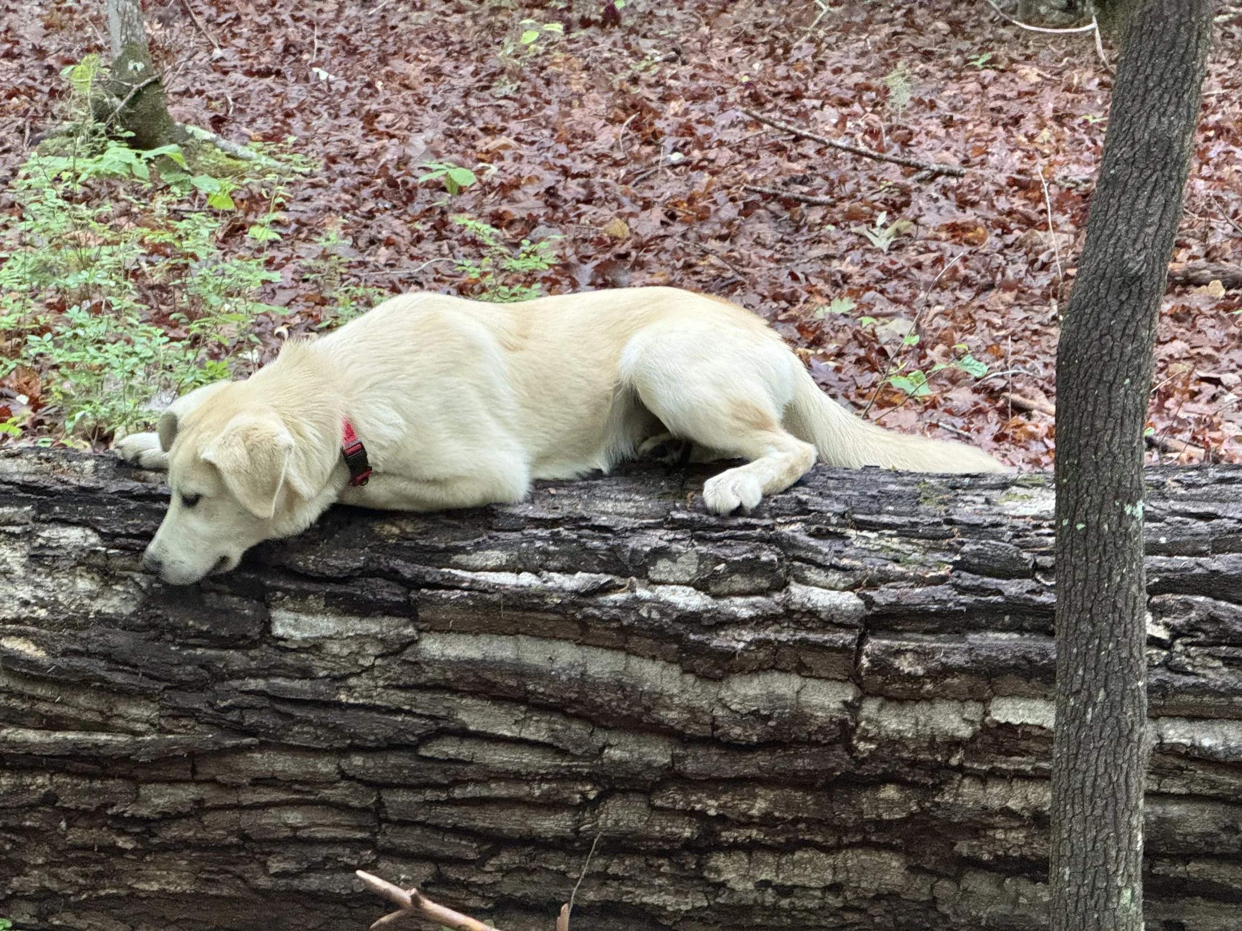 Aly on log.jpeg