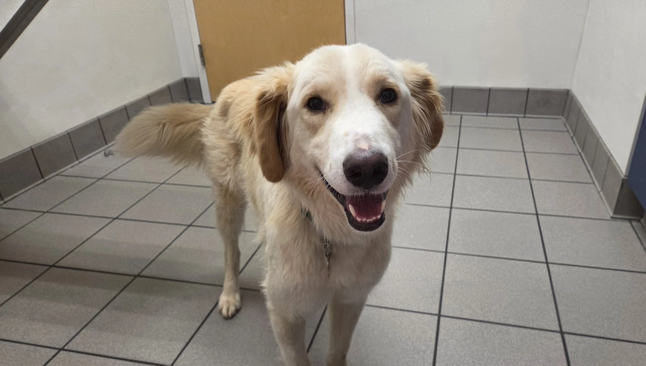 Kaspar at the Vet.jpg