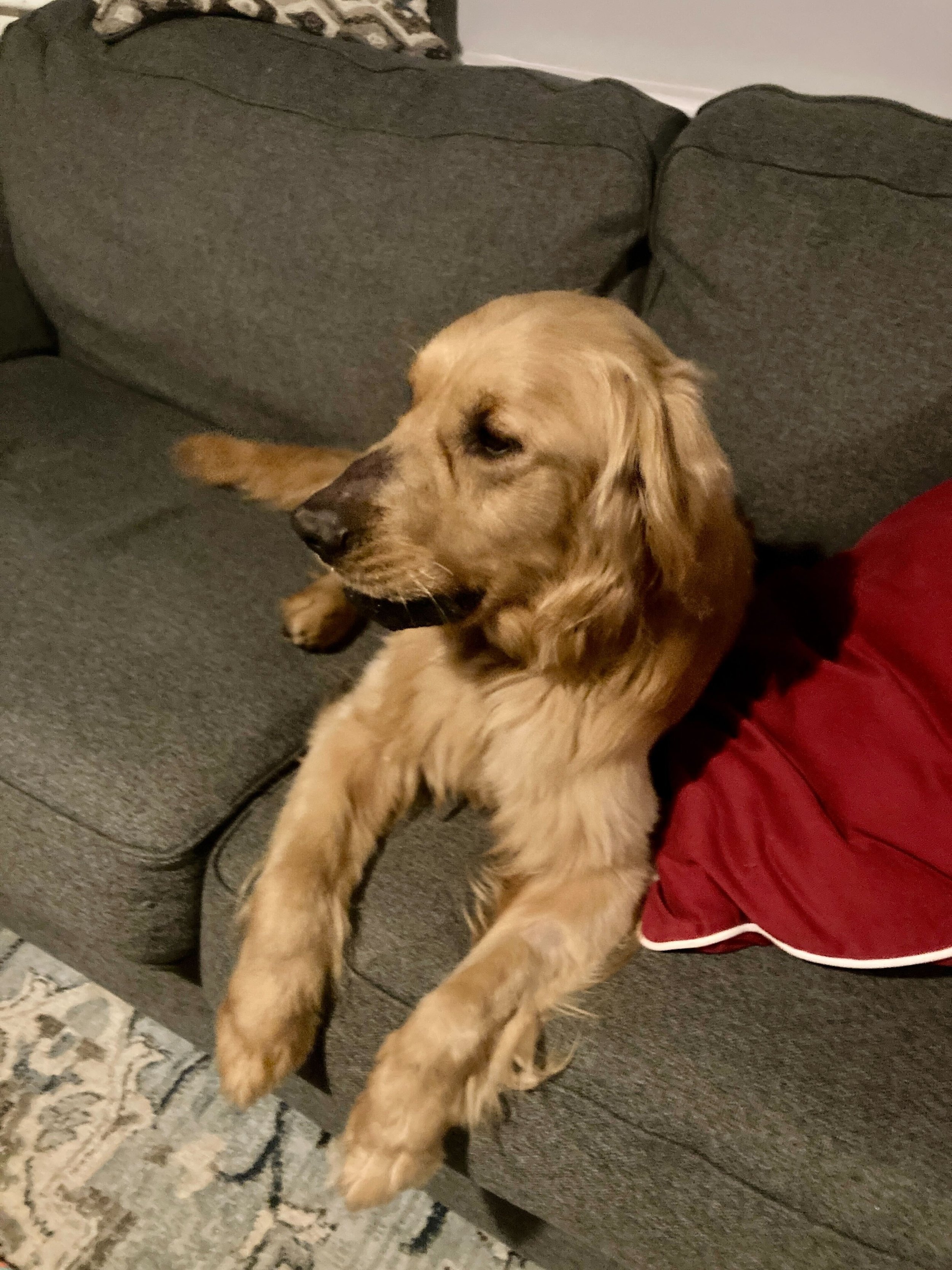 Ike on the couch.jpg