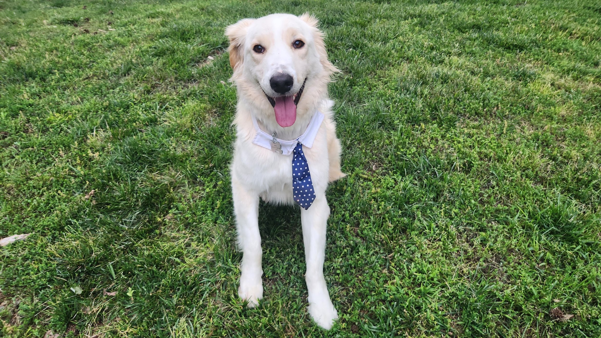 Kaspar Wearing a Tie.jpg