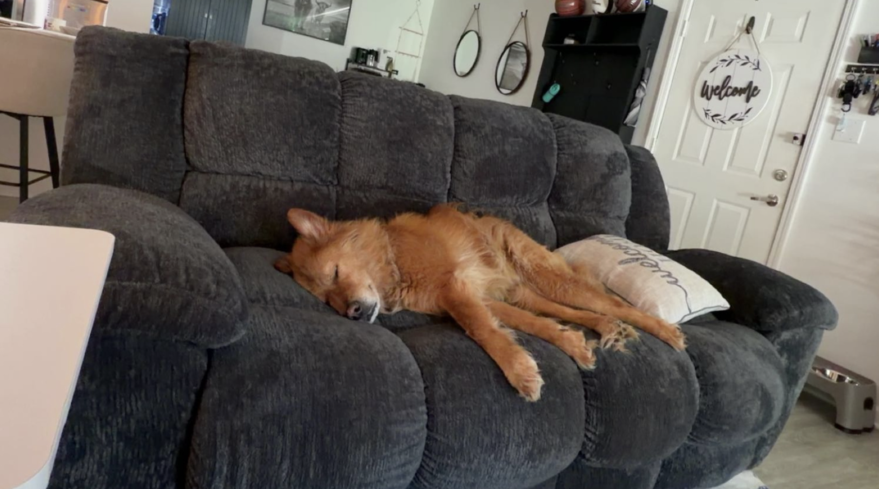 Puddin sleeping on the sofa.png
