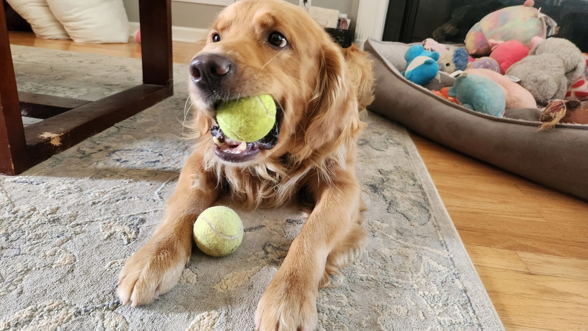 Isaac with tennis balls.jpg