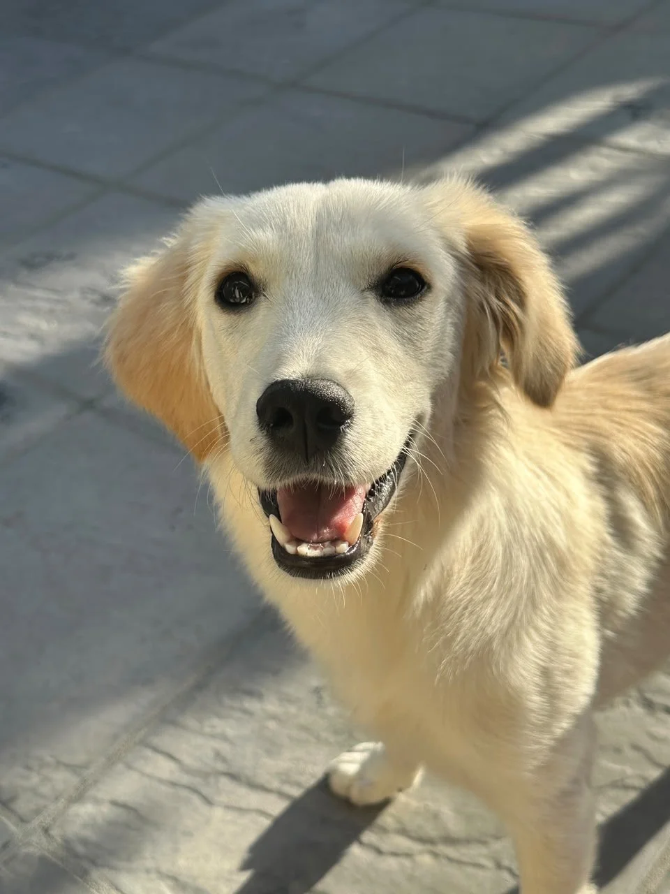 Nala