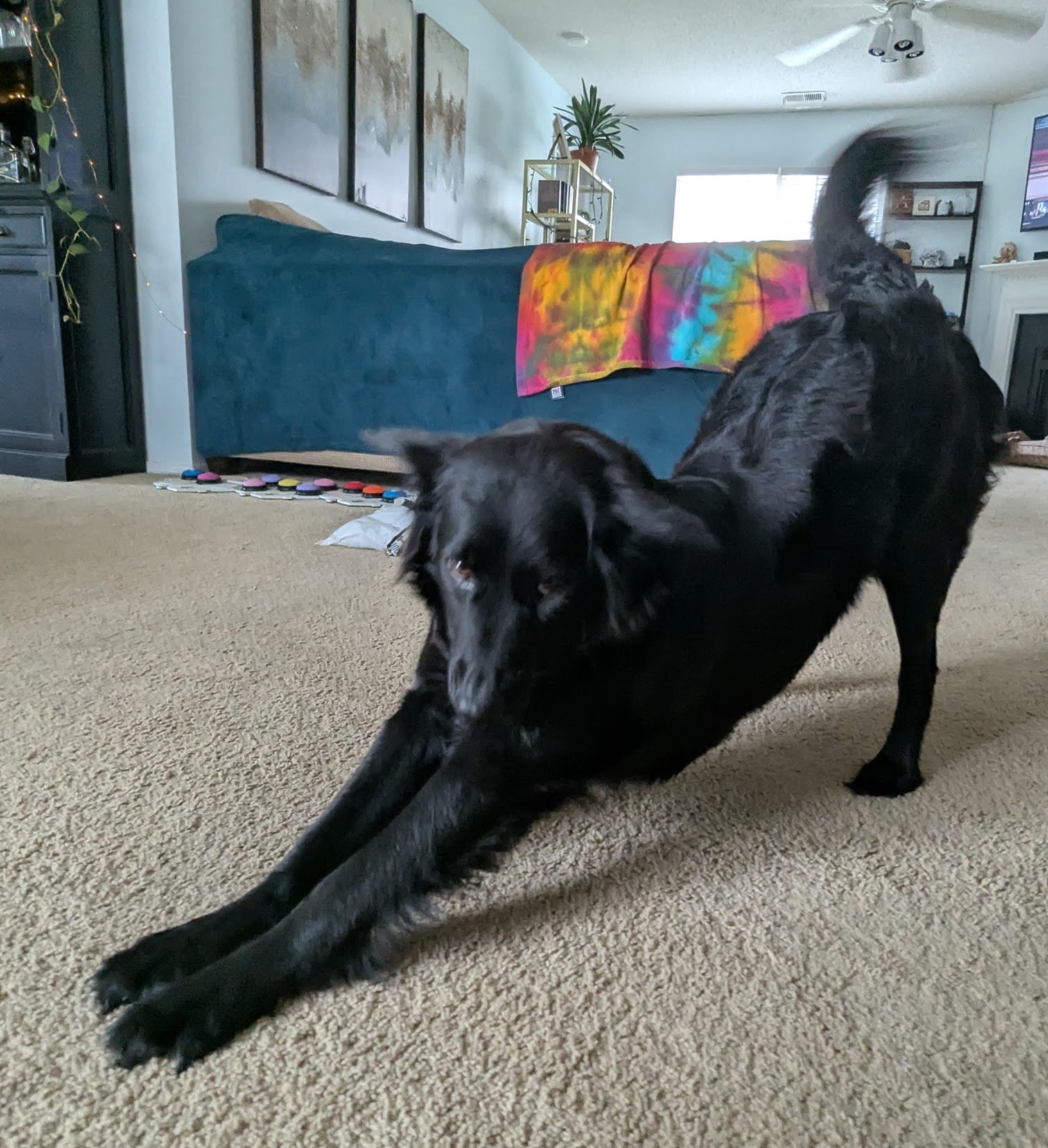 Big stretch for Zeva.jpg