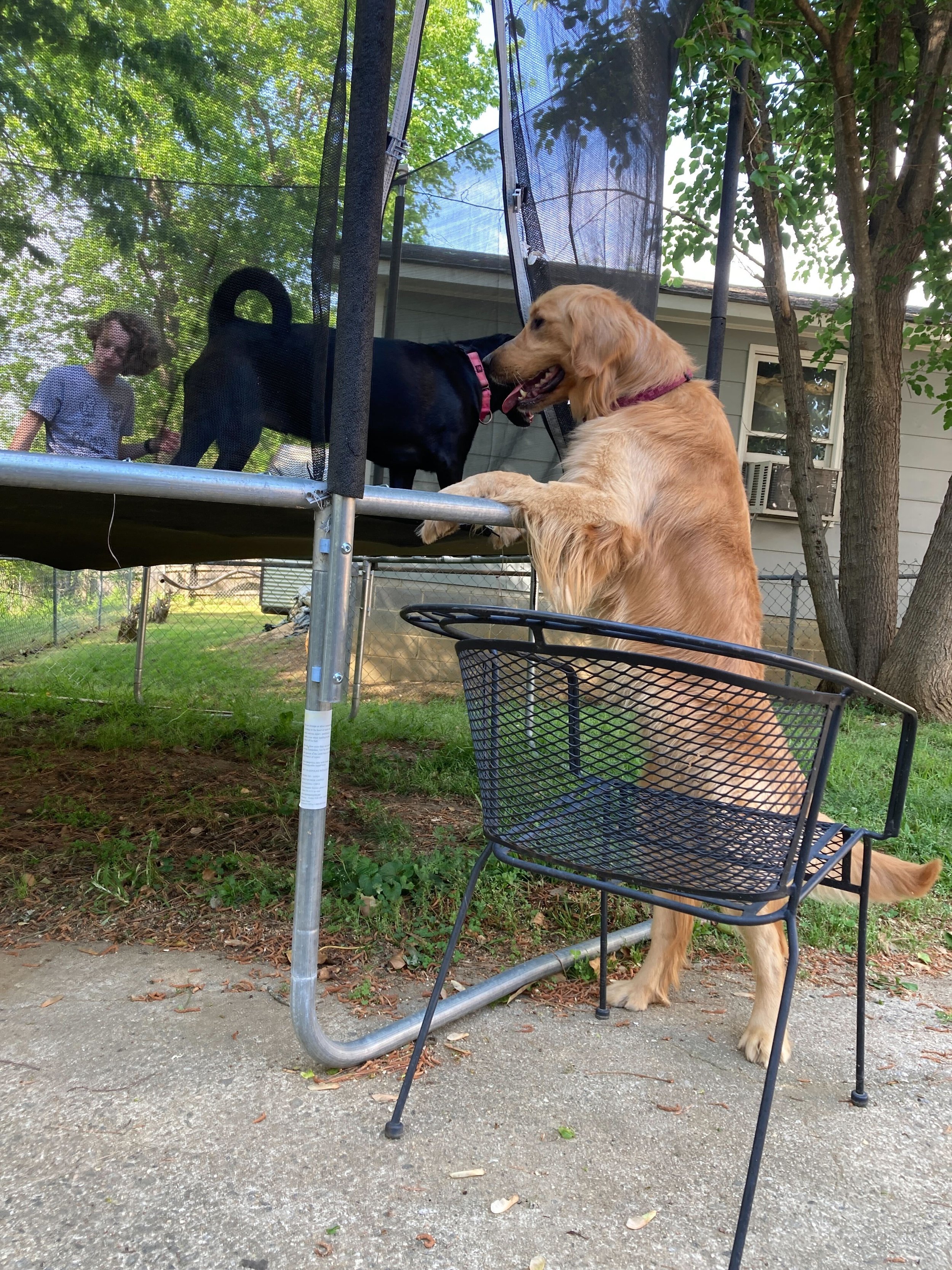 Ike on the trampoline.jpg
