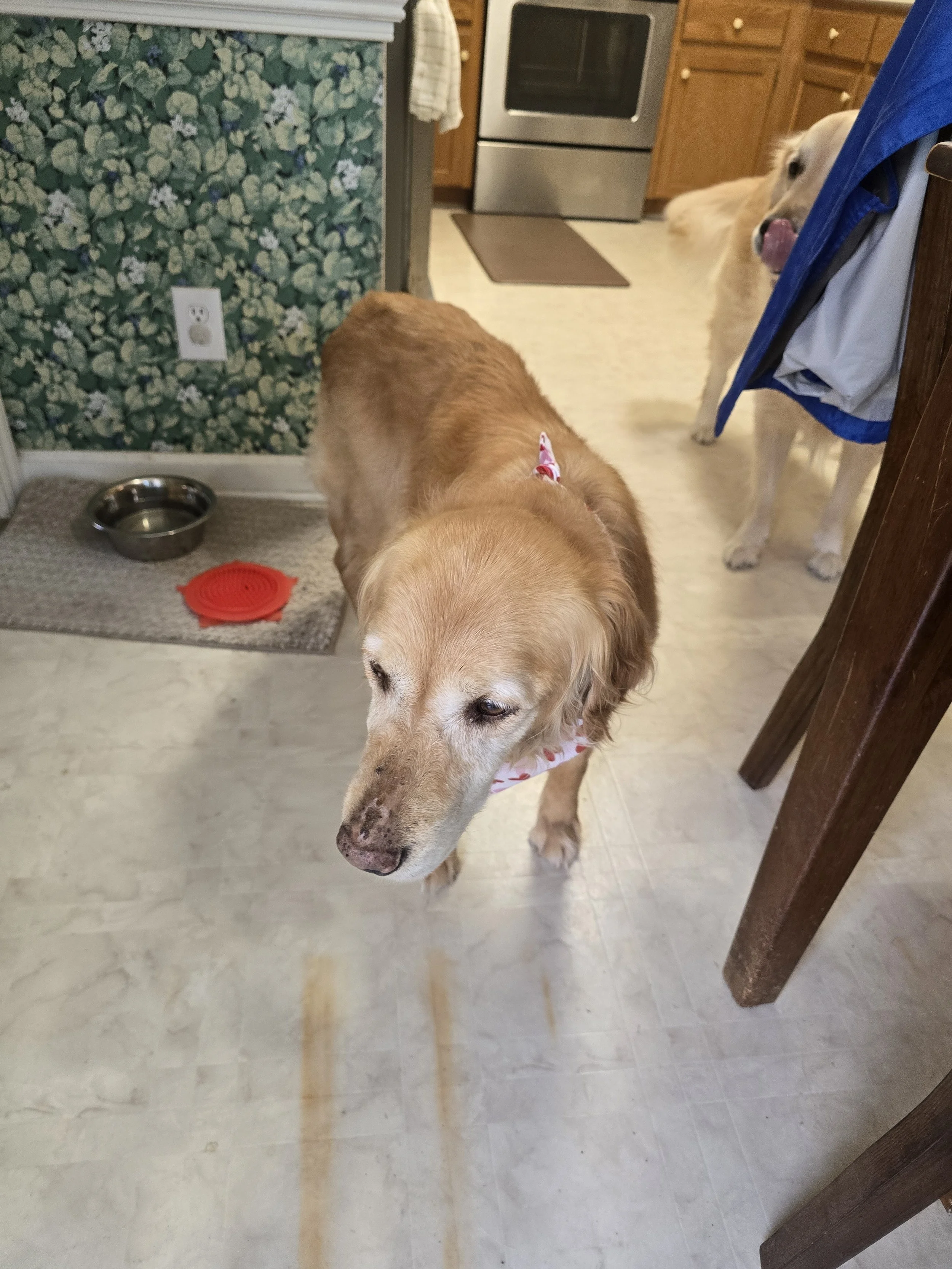 Betty Kitchen (1).jpg