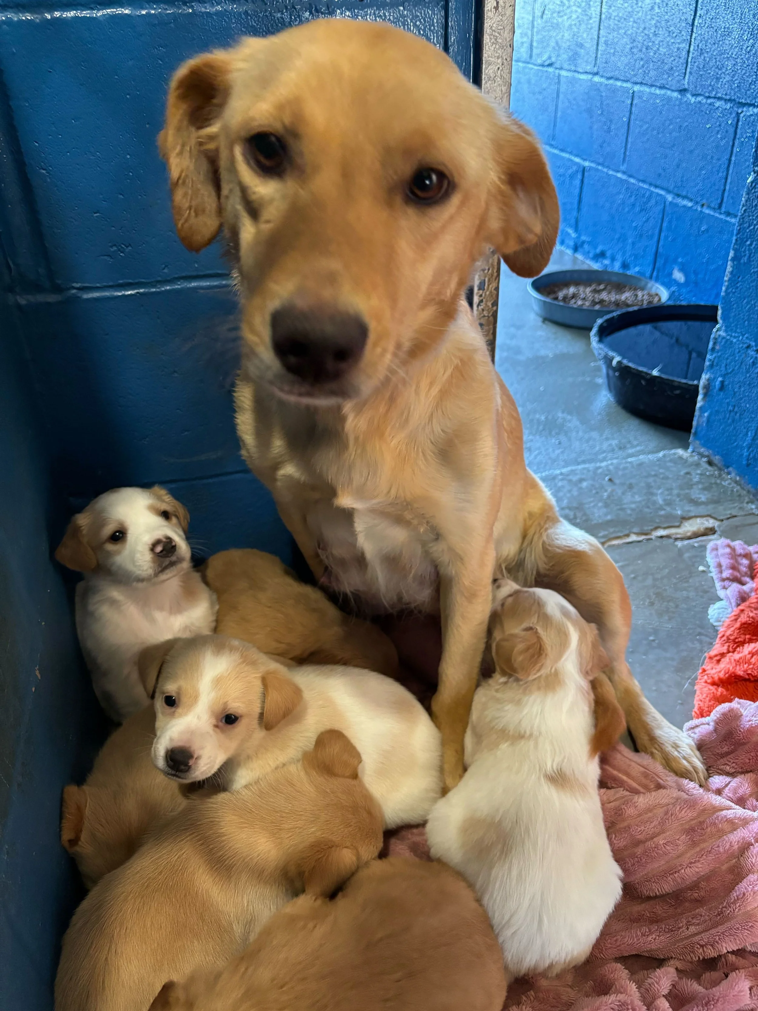 Cora and coastal puppies litter.jpg