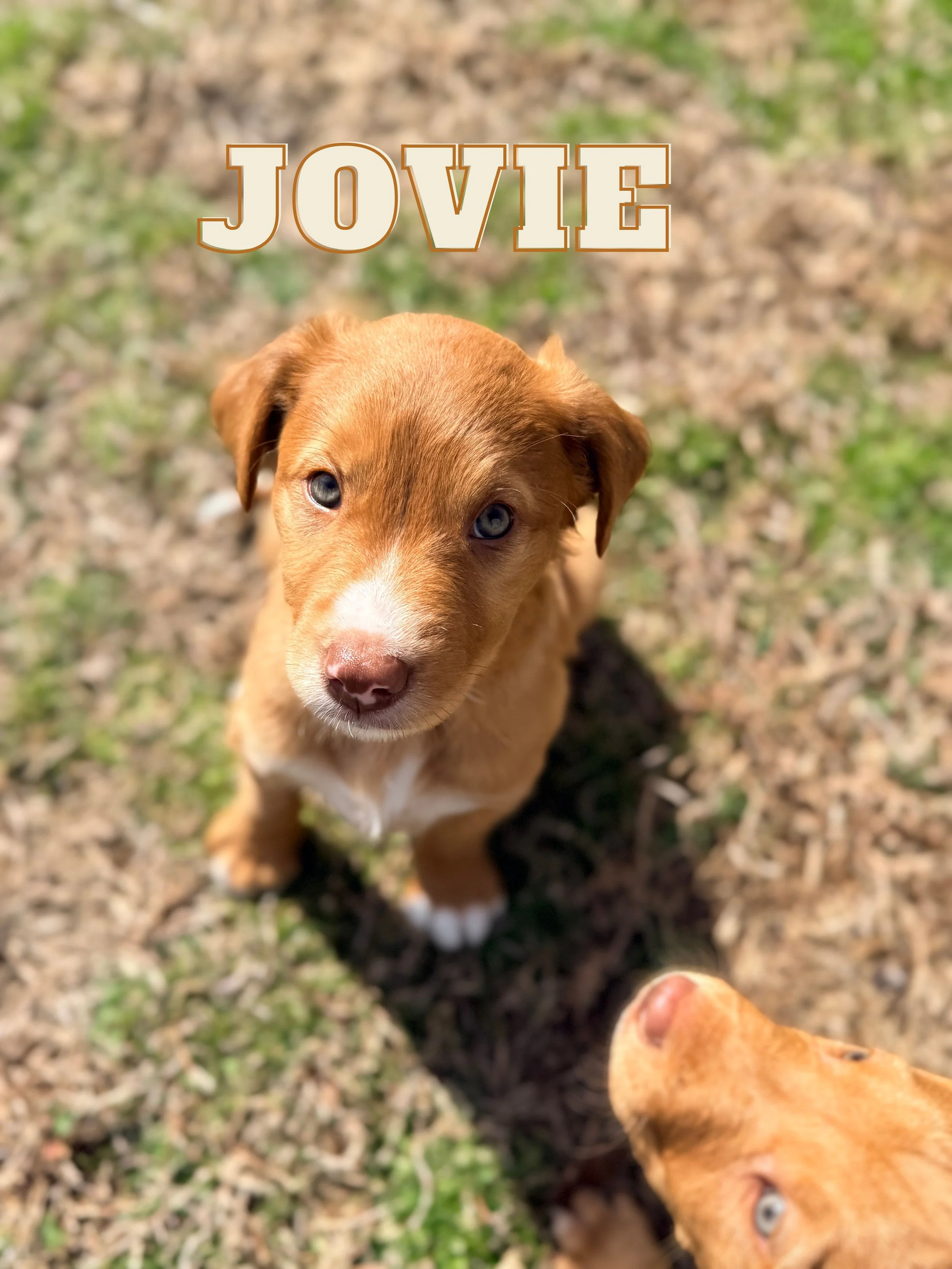 Jovie (1).jpg
