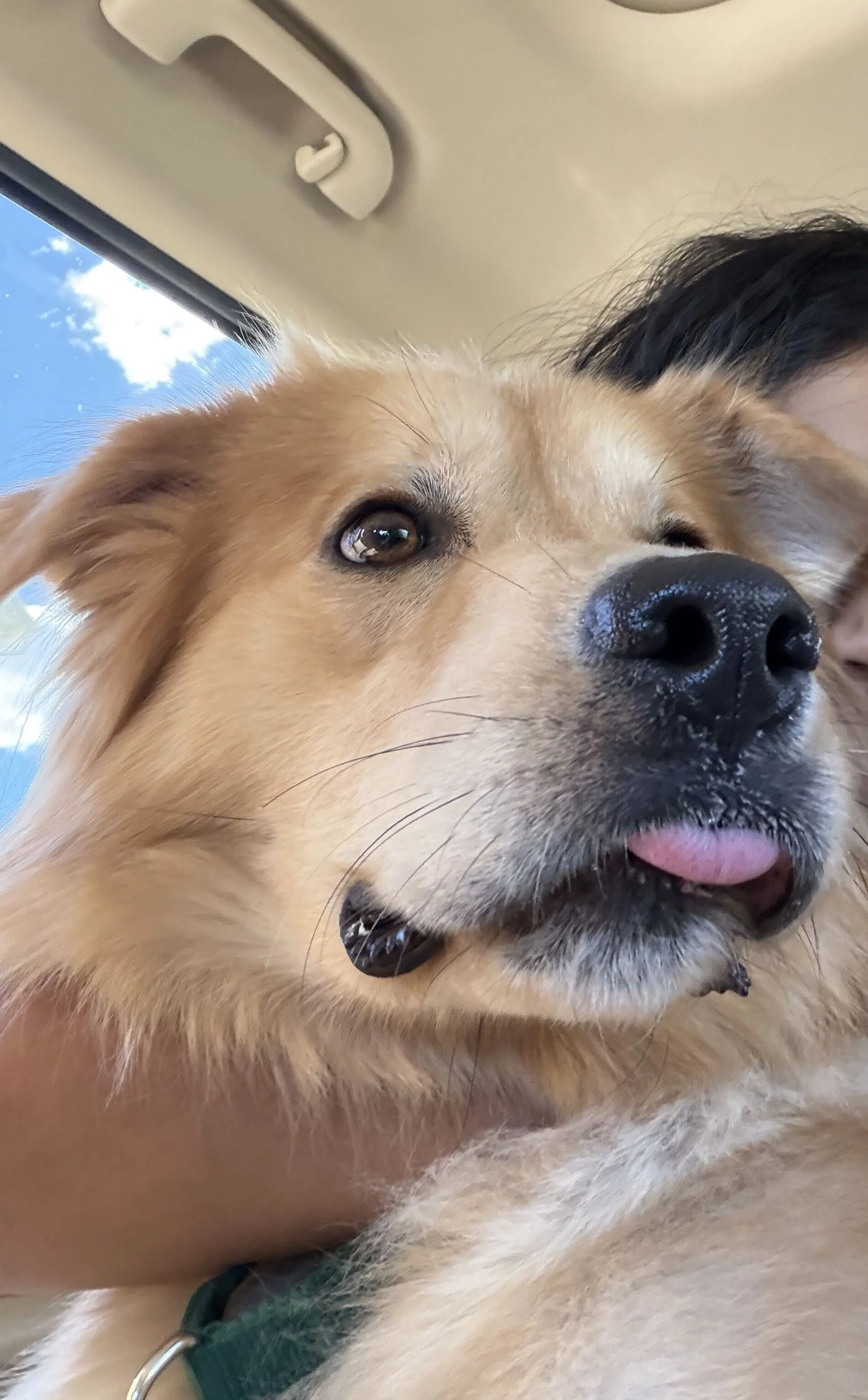 Orlando26 Tongues Out.jpg