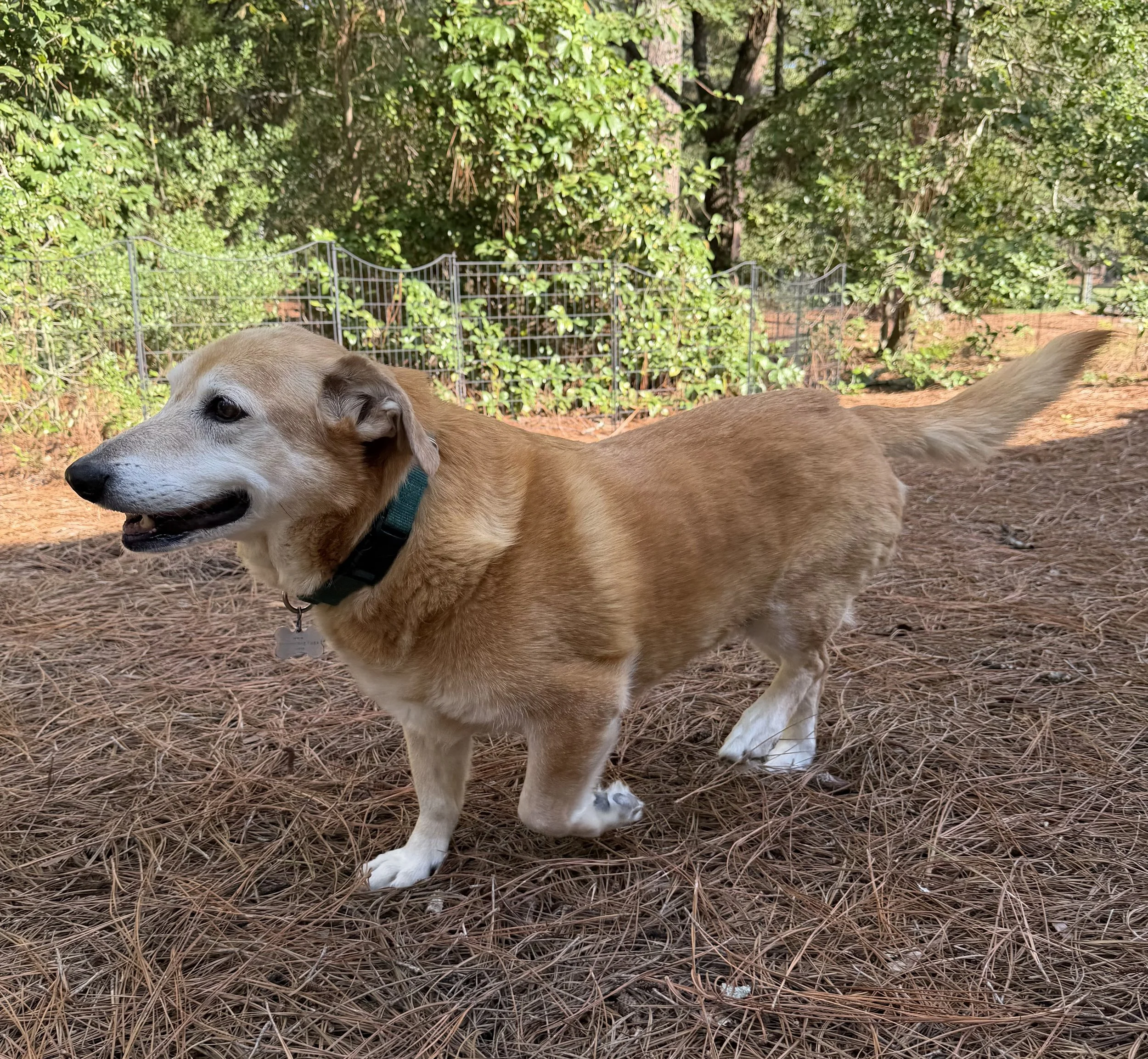 Agatha out for a stroll.jpeg