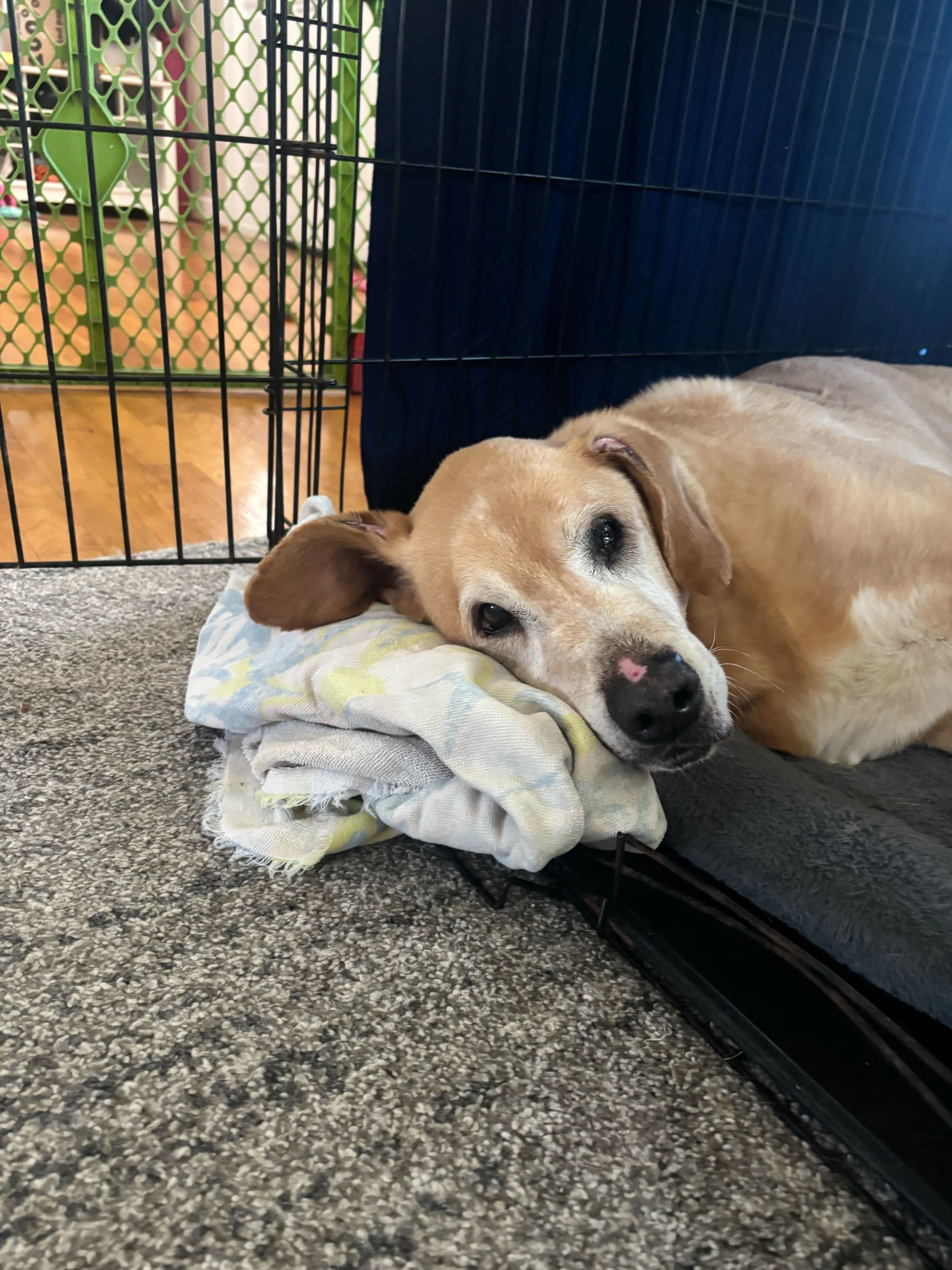 Willie with head out of crate.jpg