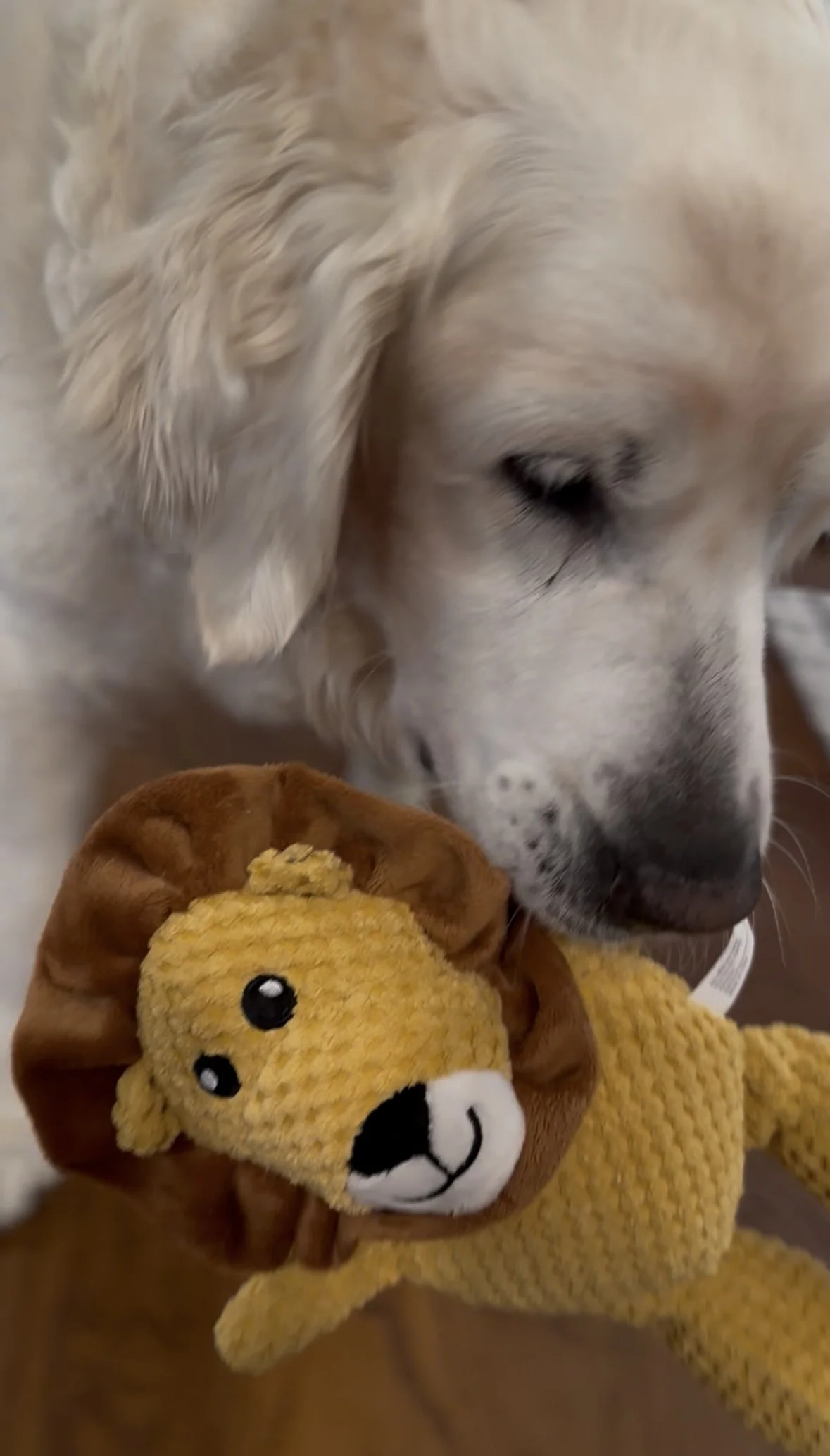 With toy.JPEG