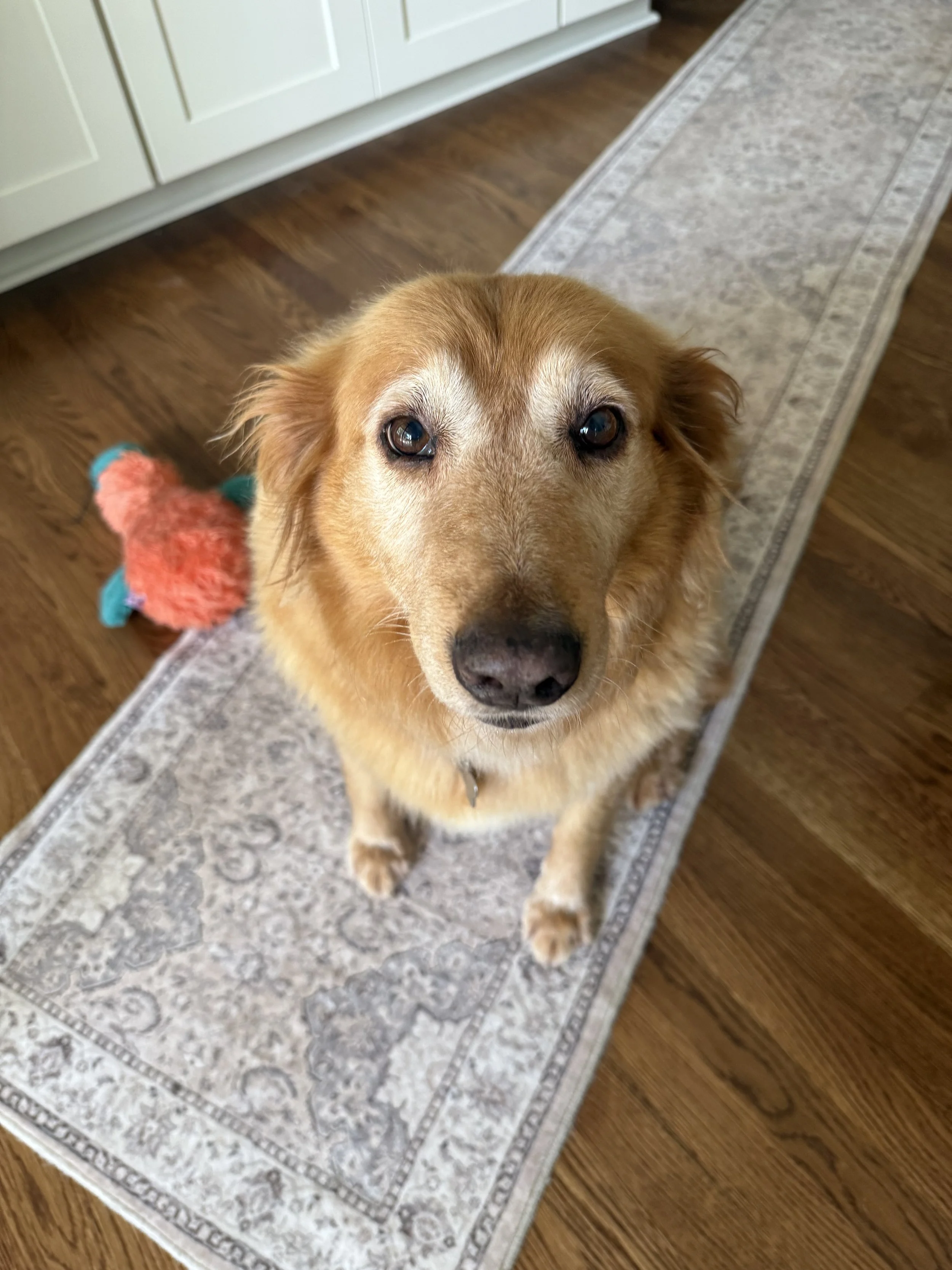 Gilda 4.jpg
