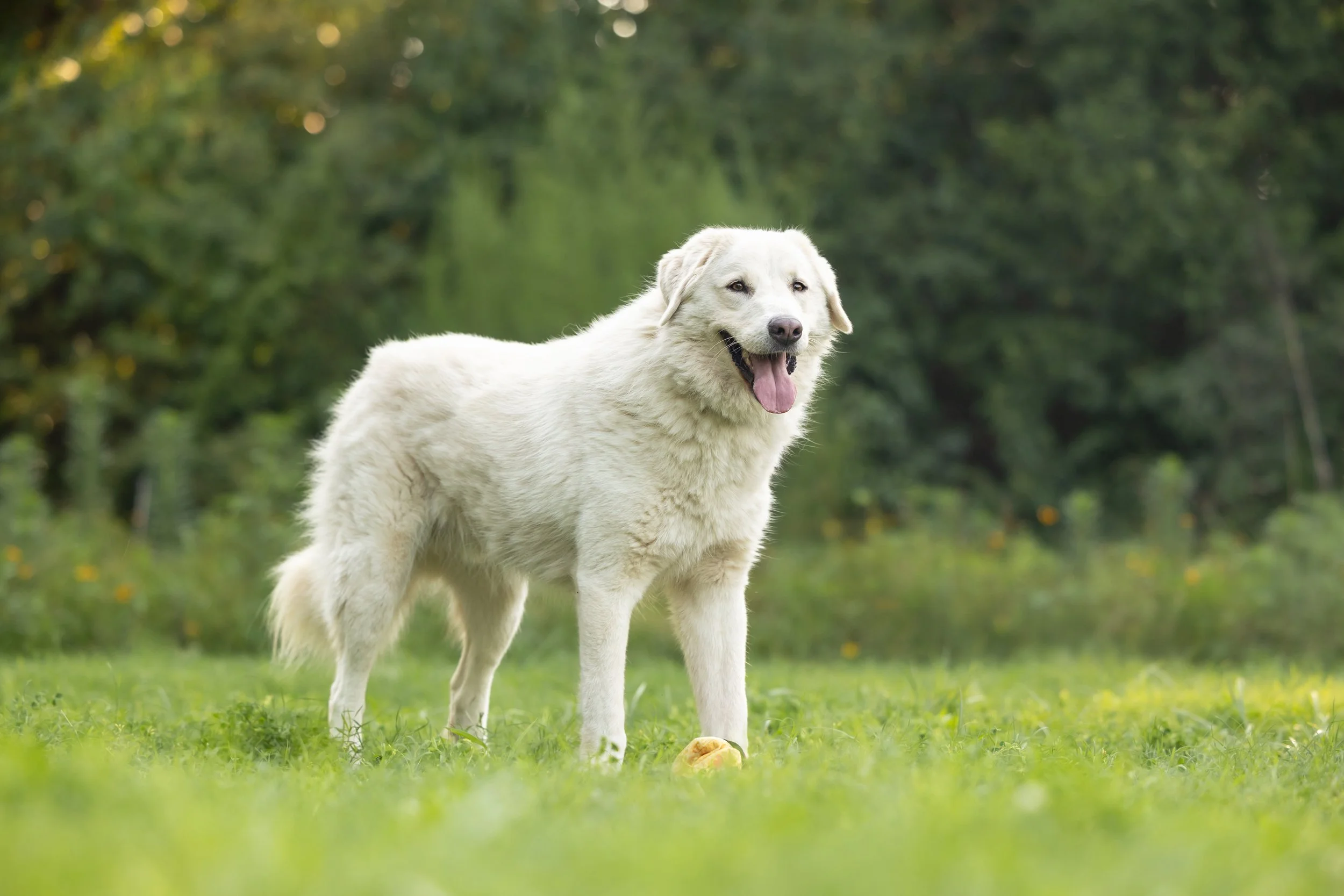 Bear (Neuse River Golden Retriever Rescue)-104.jpg