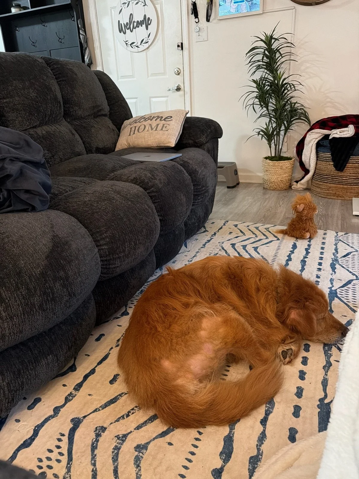 Puddin sleeping.jpg