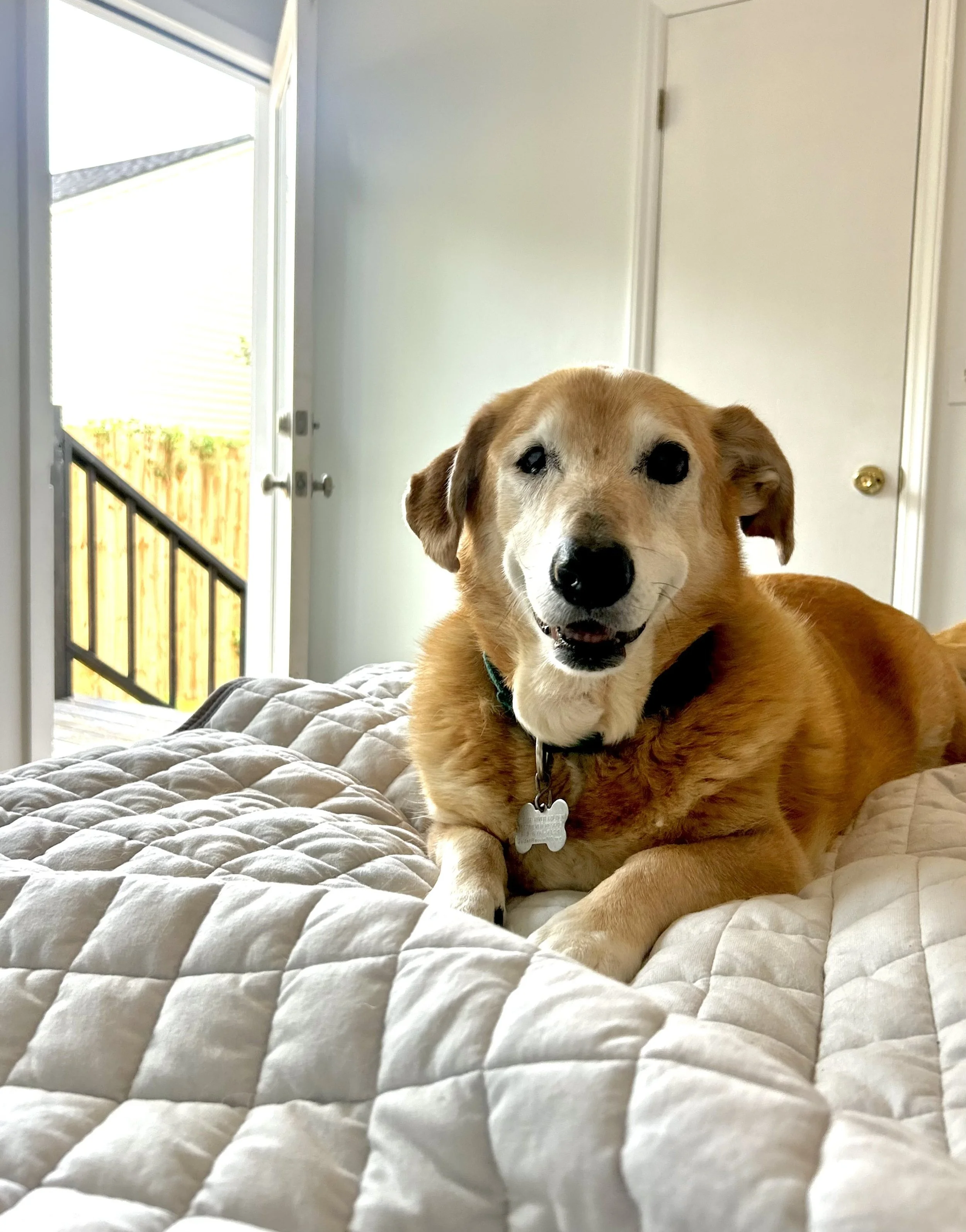 Agatha is ready to start her day.jpg