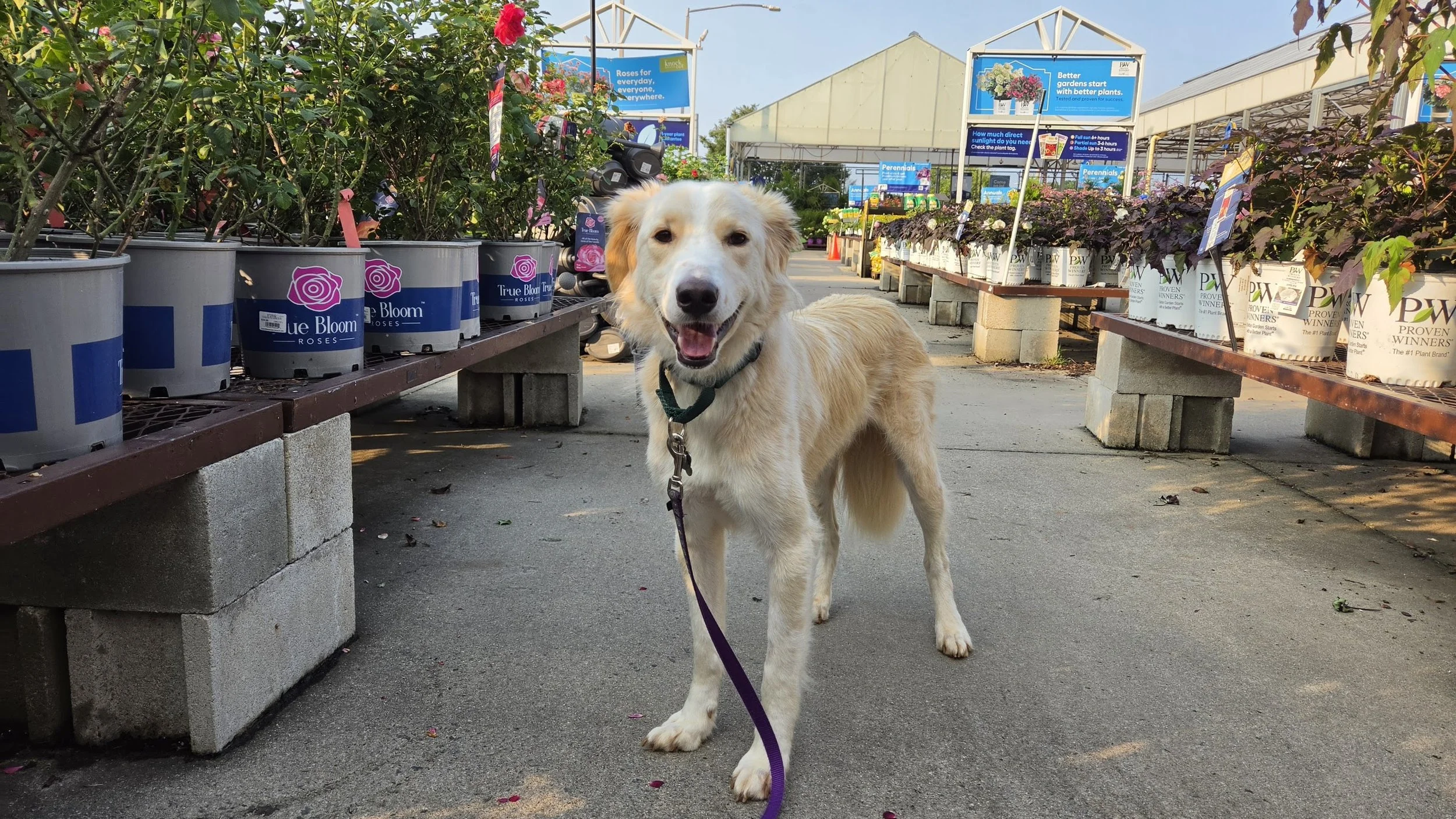 Kaspar Out Shopping.jpg