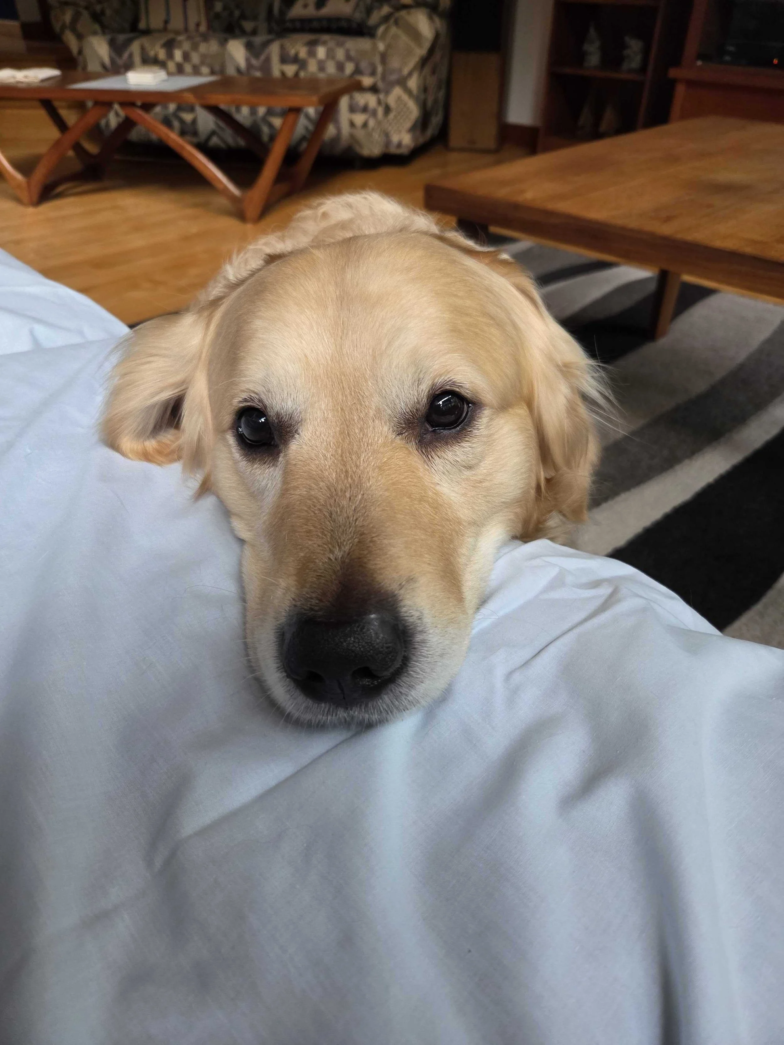 Clayton wants pets.jpg