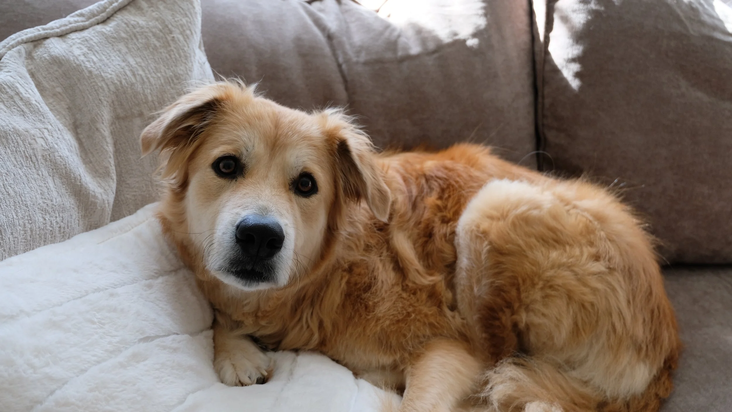 Neuse River Golden Golden Retriever Rescue North East Comfort