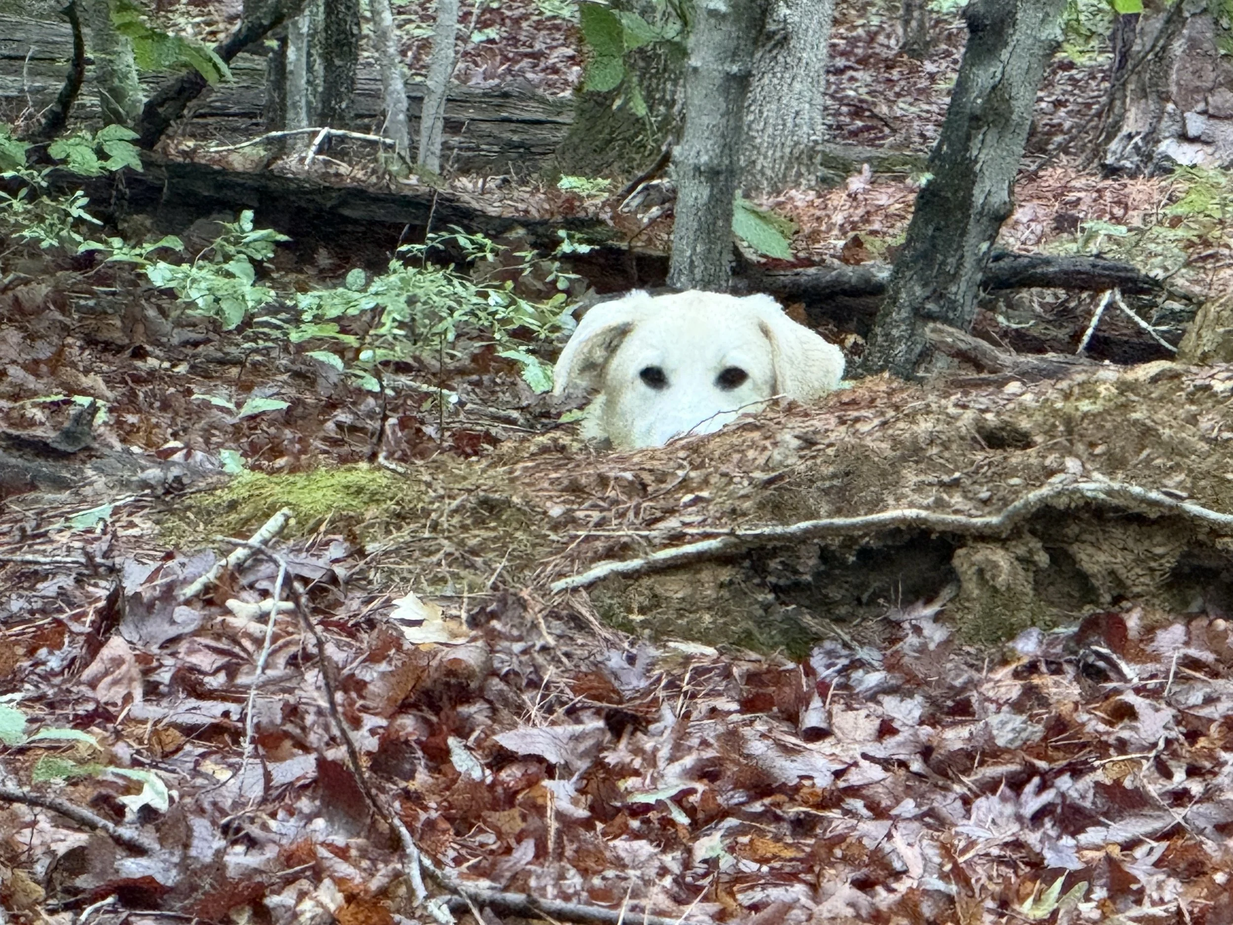 Aly peeks.jpeg