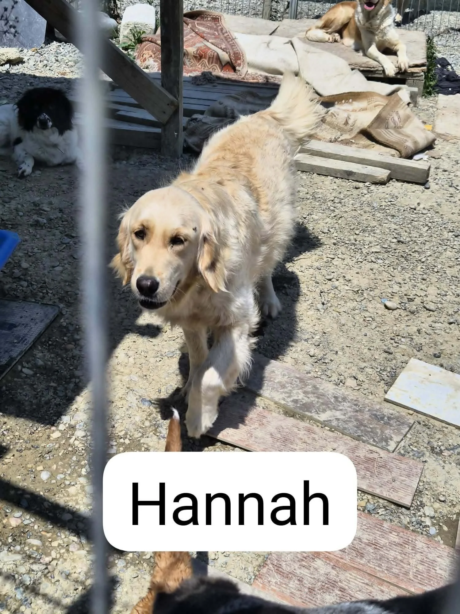 Hannah