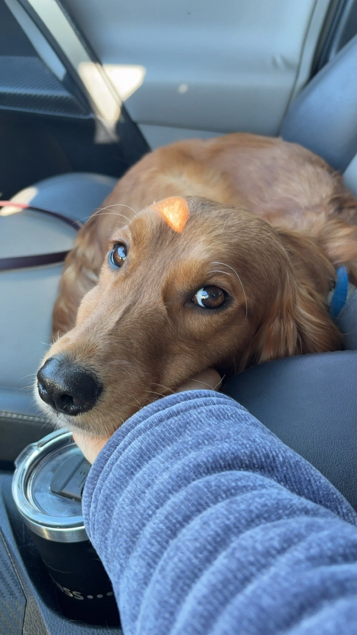 Ember25 Puppy Eyes.jpeg