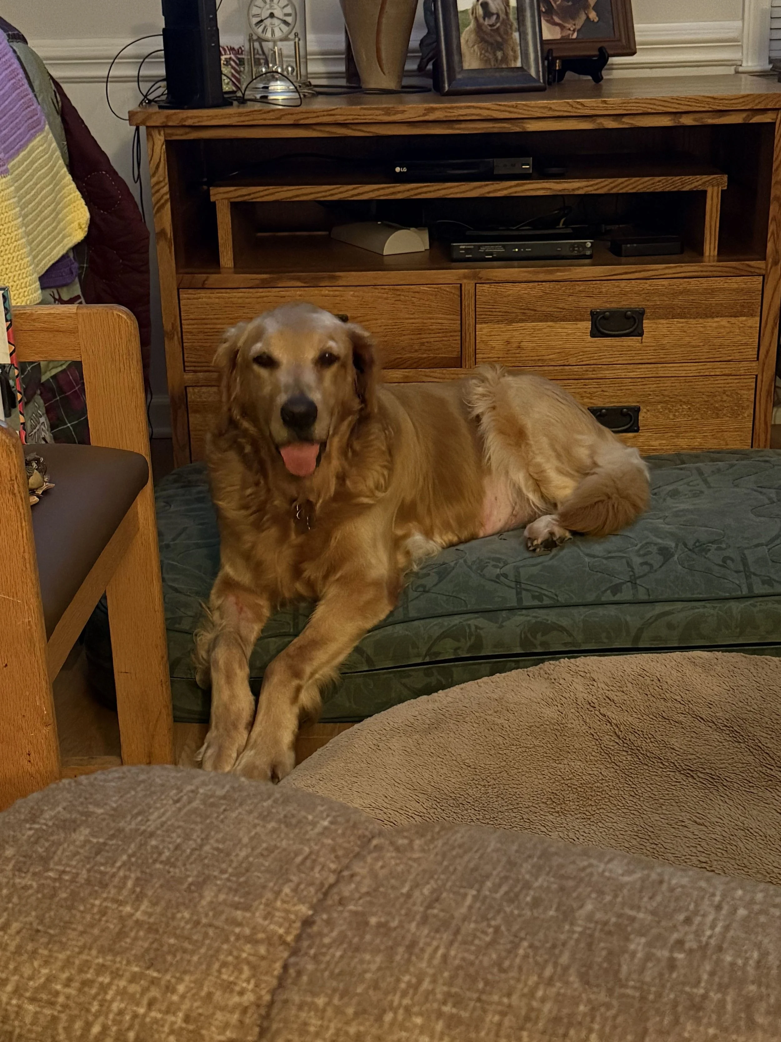 Leitha26 Laying Down.jpg