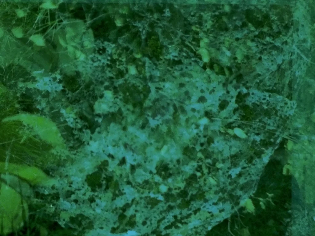 space rock 07630727-DB89-4C6A-BE45-D2F2E095F9BC_1_105_c.jpeg