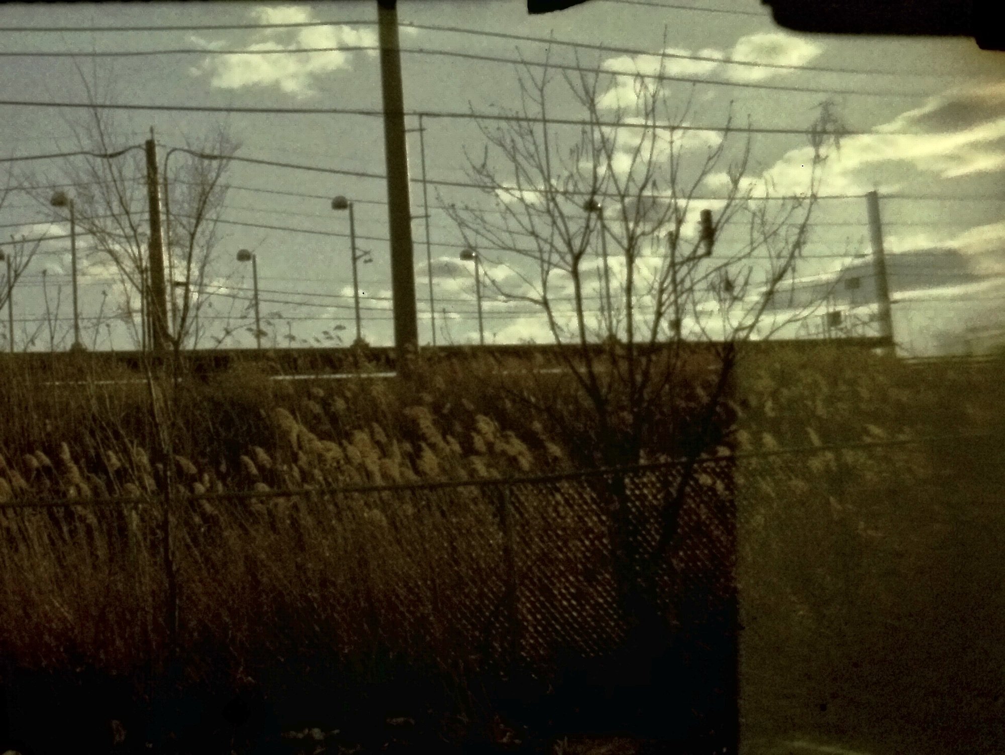 reed tree 3 B81E19DB-8E2C-4A92-BE51-C608715A6587_1_201_a.jpeg