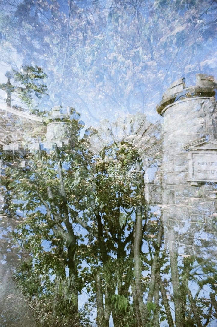 castle plant 2E245437-662E-458C-AE81-B5C7427E2CA0_1_105_c.jpeg