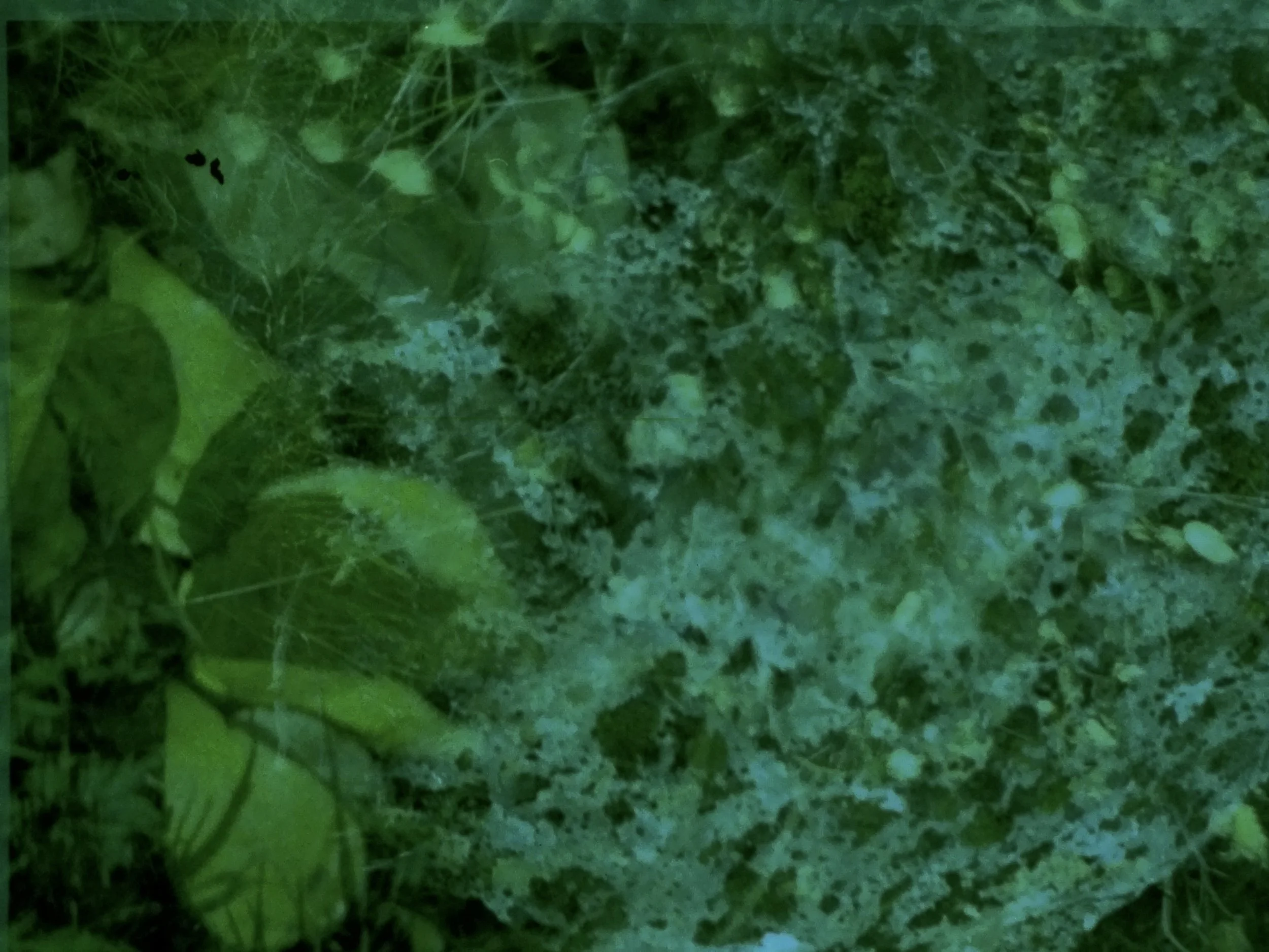 space rock B8FCDCF9-DDBC-486E-A507-2081658487E9_1_201_a.jpeg