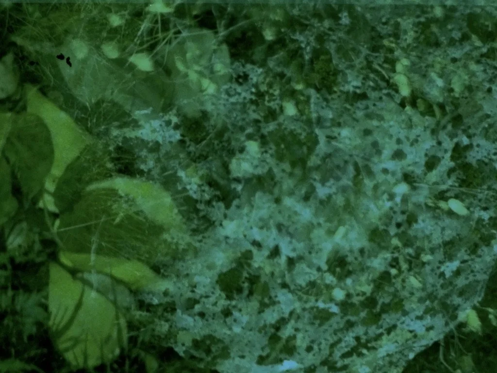 space rock 92C95FD5-26C7-4577-863B-DBE0229F2FE4_1_105_c.jpeg