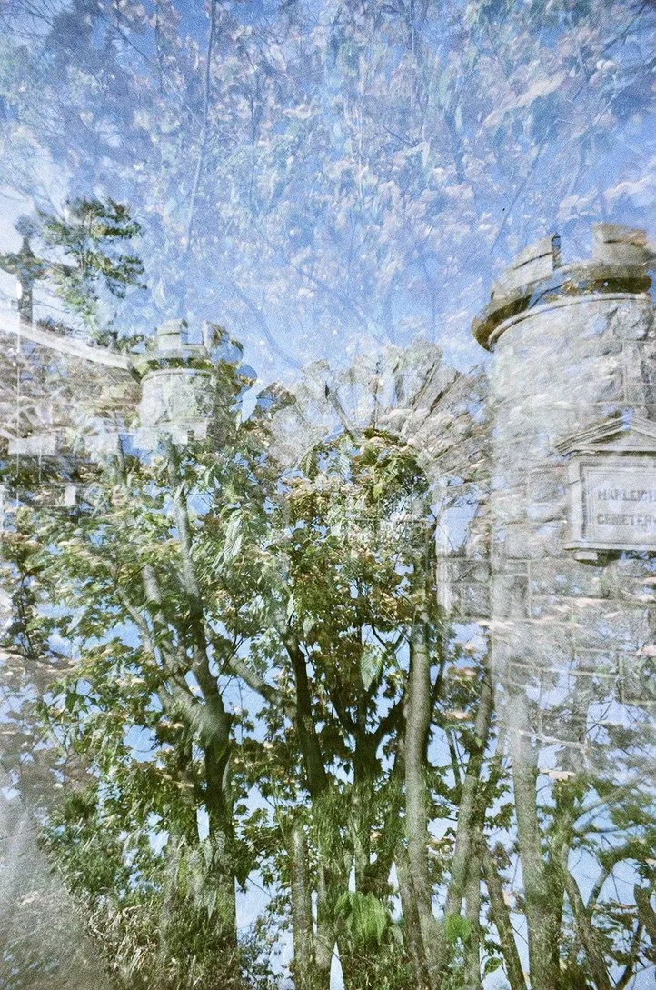 castle plant 3266F0C1-6283-4E83-9D5A-0FF814F00A68_1_105_c.jpeg