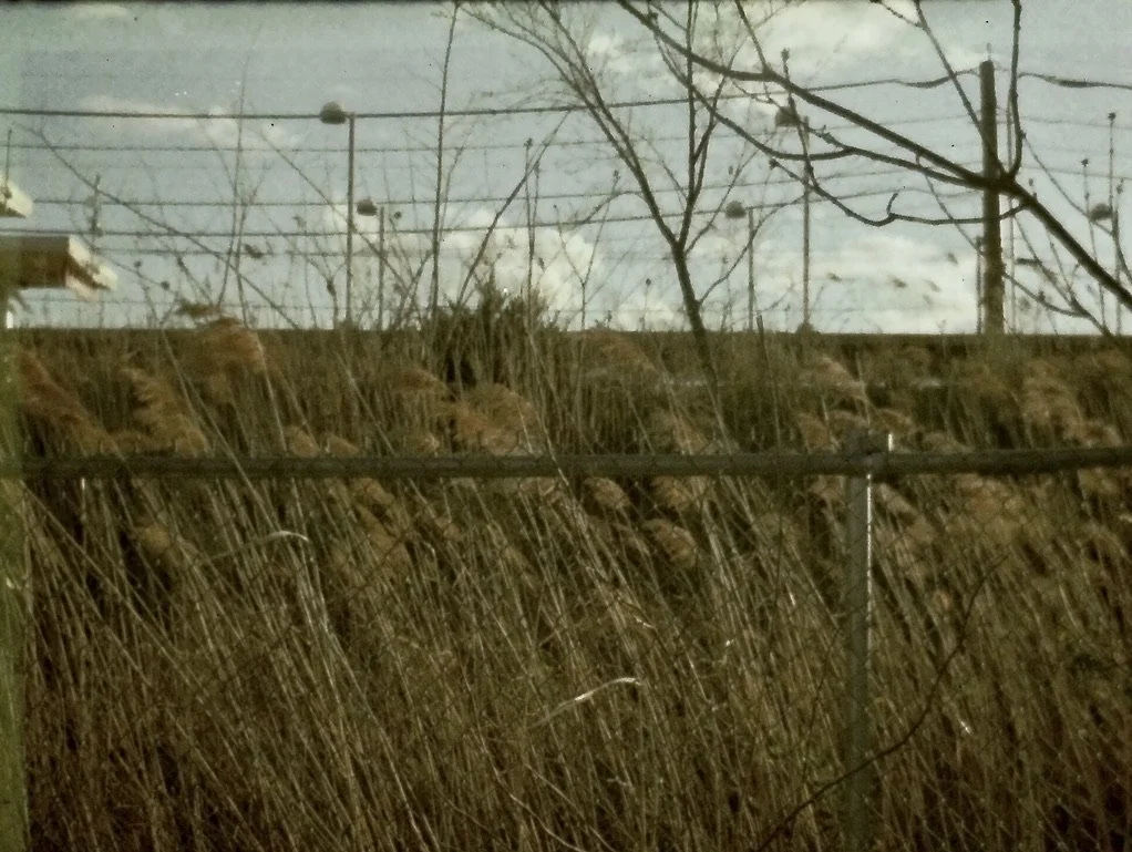 reed FE13A134-A79C-47D0-8F8E-460DB3E9BF6A_1_105_c.jpeg