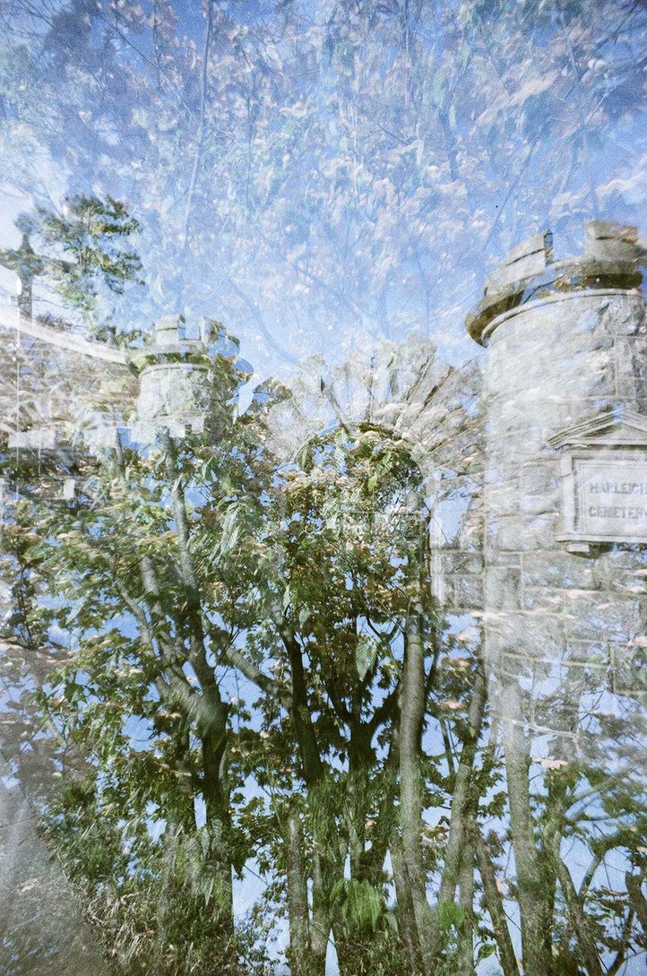 castle plant 2E245437-662E-458C-AE81-B5C7427E2CA0_1_105_c.jpeg