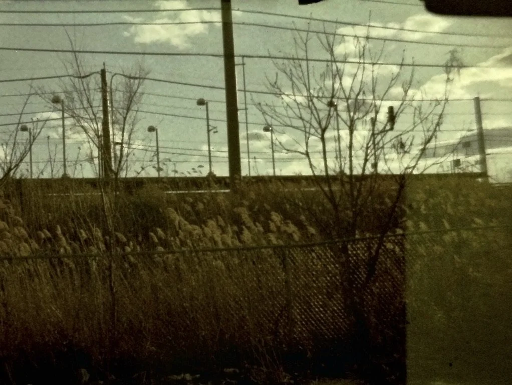 reed tree 3 00890C60-E966-435C-9861-1630B09CC33F_1_105_c.jpeg