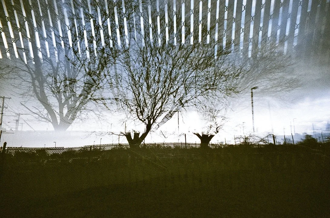 grated trees FF0C9070-DBF8-4FF7-906B-3EBE079372BA_1_105_c.jpeg