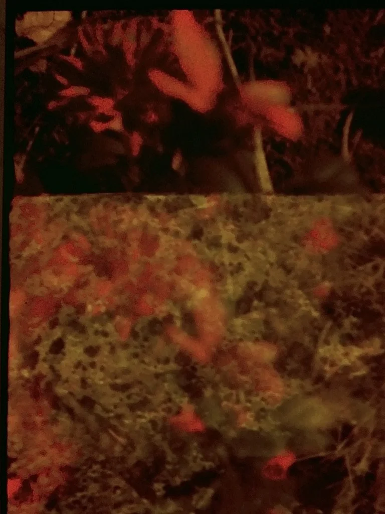 brain flower red 0473ABFA-07C8-4429-BA4E-8FCC4003249C_1_105_c.jpeg