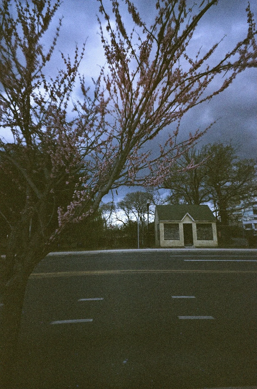 shack cherry blossoms 94B490E7-8CCC-444B-BA0E-C99E7CA69830_1_201_a.jpeg