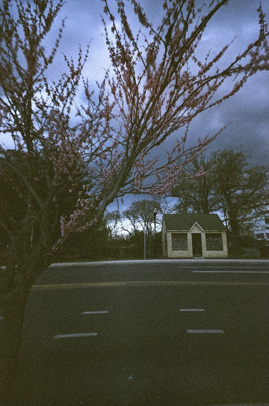 shack cherry blossoms A9DB71A9-D5CB-4992-800B-B5F66907CD23_1_201_a.jpeg