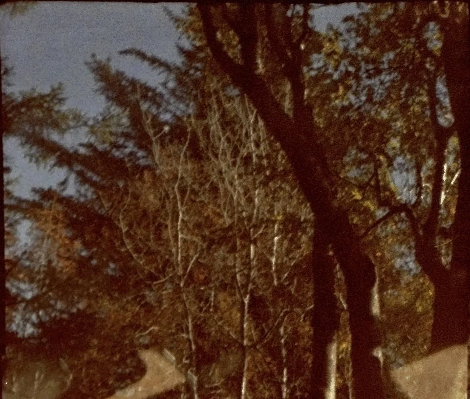 70s tree 447EE470-F8AE-4ACA-BC92-0239F4F2B973_1_105_c.jpeg