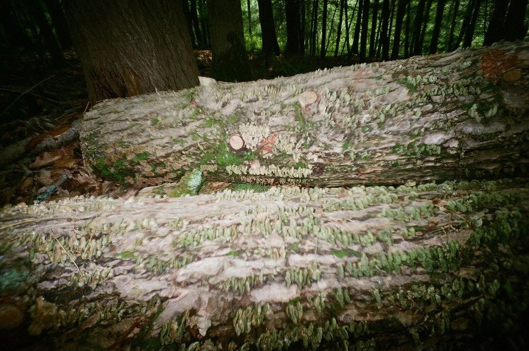 logs near the rock 3570E49F-25AD-4C82-BAE0-FE901BBD0106_1_105_c.jpeg