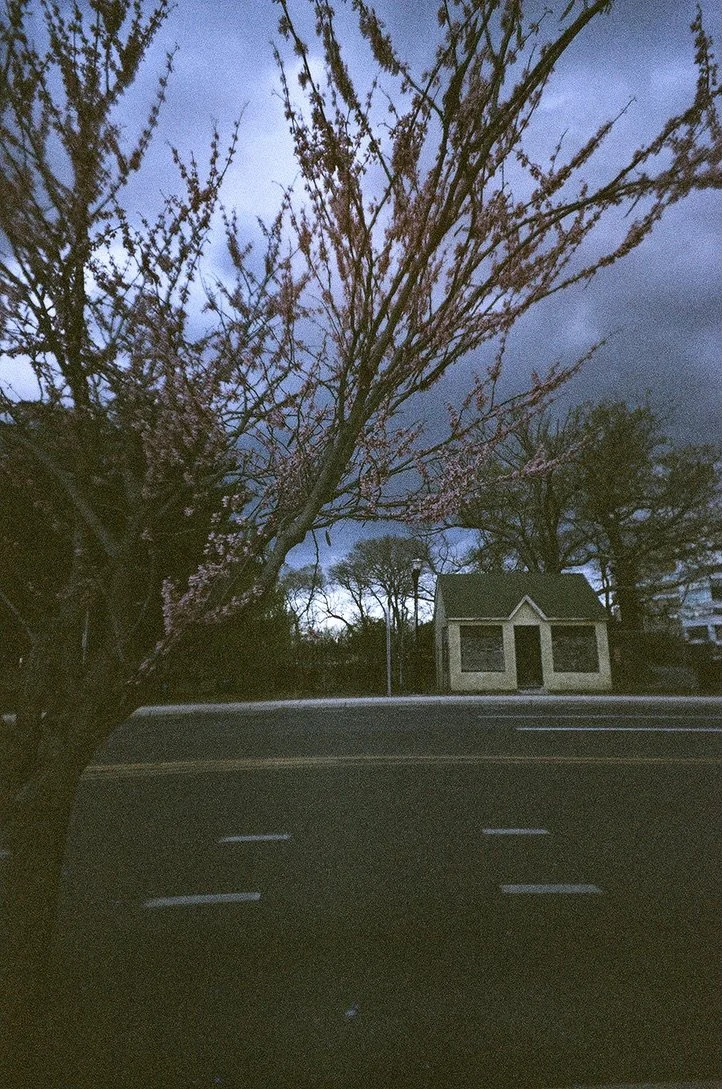 shack cherry blossoms 252AF96C-F9AB-4151-9C0E-14CCF5C7F335_1_105_c.jpeg